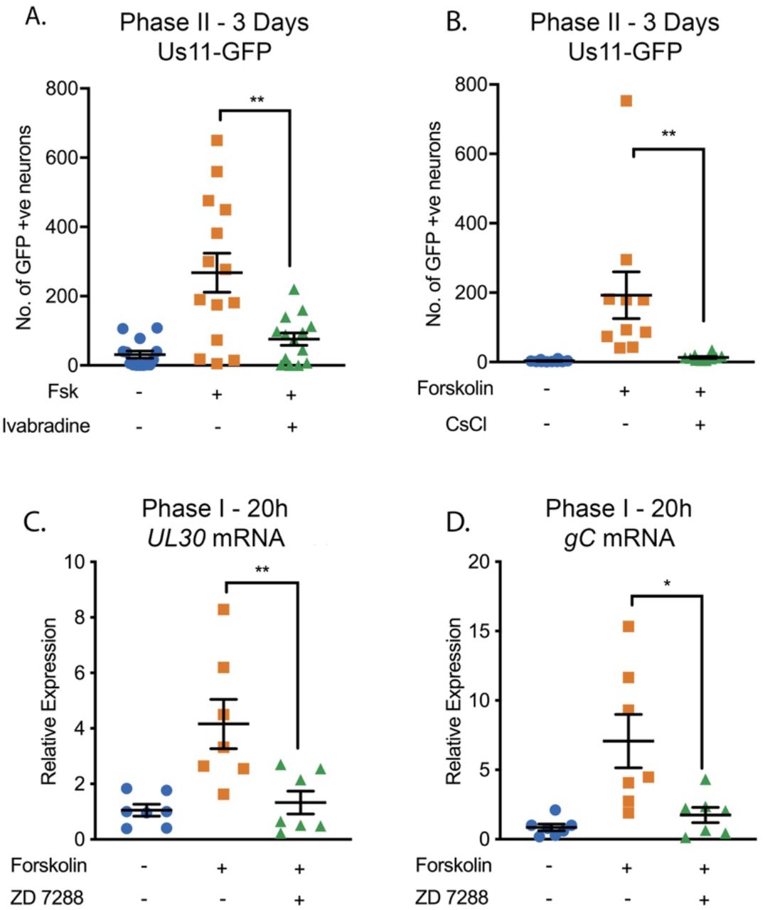 ... forskolin in the presence of the HCN inhibitor ZD 7288 (10 μM) and viral lytic transcripts measured ... (A and B) Latently infected cultures were reactivated with forskolin in the presence of the HCN channel inhibitors ivabradine (20μM; A) and CsCl (3mM; B). Latently infected cultures were reactivated with forskolin in the presence of the HCN inhibitor ZD 7288 (10 μM) and viral lytic transcripts measured at 20h post-reactivation (C and D). Individual experimental replicates are represented. Statistical comparisons were made using a one-way ANOVA with a Tukey’s multiple comparison. *P<0.05, ** P<0.01.