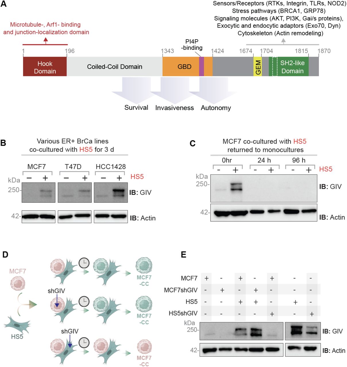 T47d Htb 133 Human Er Breast Cancer Cell Lines ATCC Bioz