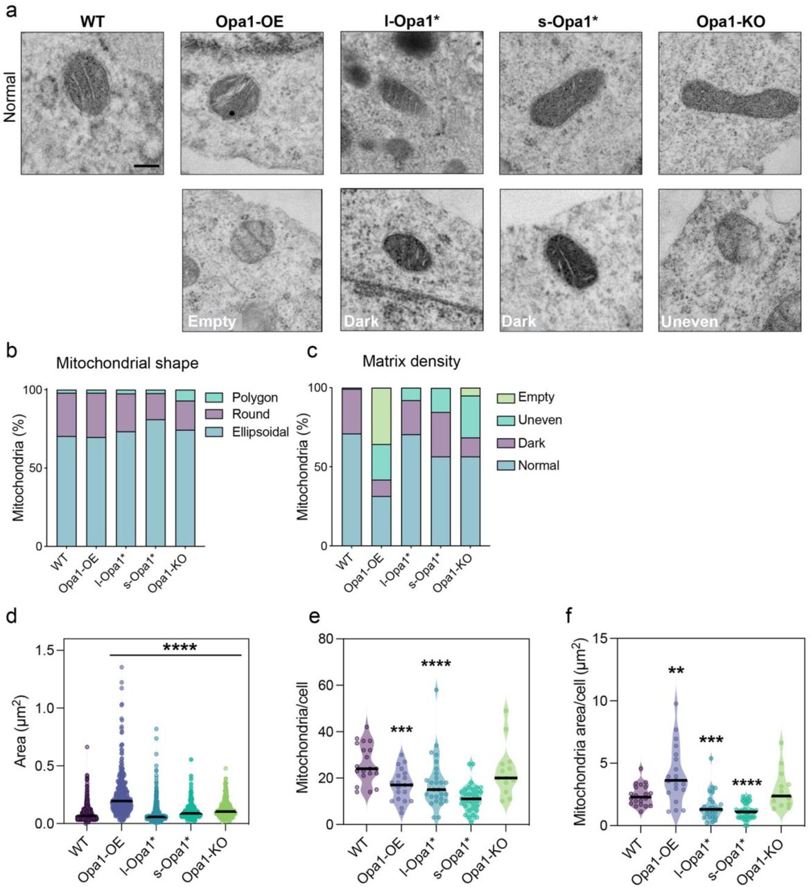 ... representative mitochondrial morphology observed by TEM for indicated MEF cell lines. Matrix phenotype is indicated. (b) Graph ... (a) Gallery of representative mitochondrial morphology observed by TEM for indicated MEF cell lines. Matrix phenotype is indicated. (b) Graph bar representing the relative proportion of different mitochondrial shapes observed. (c) Graph bar representing the relative proportion of mitochondrial matrix density based on four categories: empty, uneven, dark and normal in indicated MEF cell lines. (d) Violin graphs plotting mitochondrial area, (e) number of mitochondria per cell and (f) mitochondrial area in µm 2 per cell in MEF cell lines included in this study. Violin graphs show data distribution, the mean is shown by a bold black line. Significance of difference is tested relative to wild type using Mann Whitney; *p<0.05, **p<0.01, ***p<0.0005, ****p<0.0001. For b: N wild-type, Opa1-OE and Opa1-KO = 301, l-Opa1* = 531, s-Opa1* = 359. For c: N wild-type and Opa1-OE = 20, l-Opa1* = 33, s-Opa1* = 32, Opa1-KO = 13. For d: N wild- type = 536, Opa1-OE = 337, l-Opa1* = 476, s-Opa1* = 318, Opa1-KO =302. For e: N wild-type and Opa1- OE = 20, l-Opa1* = 27, s-Opa1* = 32, Opa1-KO = 13. For f: N wild-type and Opa1-OE = 20, l-Opa1* = 27, s-Opa1* = 30, Opa1-KO = 13. Scale bar = 200 nm.