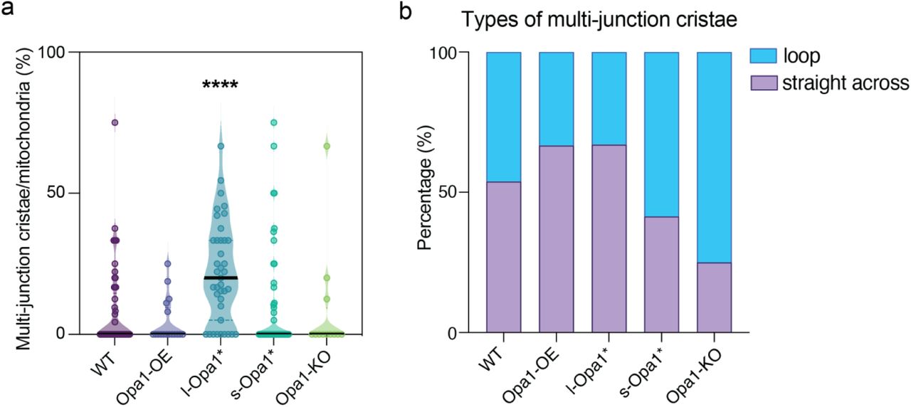 ... percentage of multi-junction cristae per mitochondrion in indicated MEF cell lines. (b) Graph bar representing percentage of ... (a) Violin graphs plotting the percentage of multi-junction cristae per mitochondrion in indicated MEF cell lines. (b) Graph bar representing percentage of multi-junction cristae categorized into straight-across and loop morphology in each MEF cell line. Violin graphs show data distribution, the mean is shown by a bold black line. Significance of difference is tested relative to wild type using Mann Whitney; *p<0.0001. For a: N wild-type = 18, Opa1- OE =5, l-Opa1* = 30, s-Opa1* = 16, Opa1-KO = 3. For b: N wild-type = 26, Opa1-OE =9, l-Opa1* = 79, s-Opa1* = 29, Opa1-KO = 4.