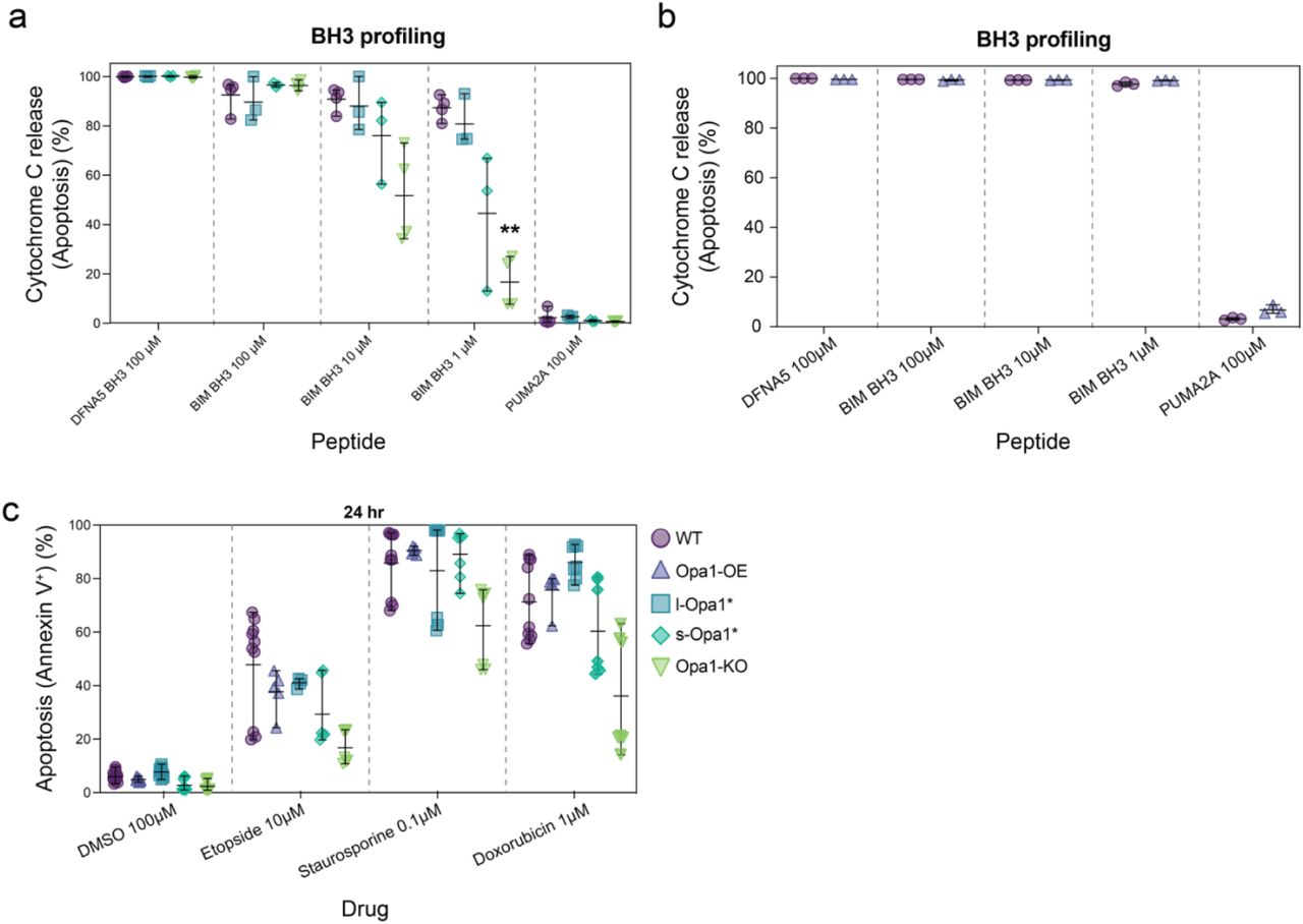... Opa1- KO and (b) WT along with Opa1-OE MEF cell lines for sensitizer BIM BH3 and PUMA. ... BH3 profiling of (a) WT, l-Opa1*, s-Opa1*, Opa1- KO and (b) WT along with Opa1-OE MEF cell lines for sensitizer BIM BH3 and PUMA. N = 3-4 biological replicates. Significance of difference is tested relative to wild-type using the Holm-Sidak’s multiple comparison test; **p<0.01. (c) MEF cell lines were treated with indicated agents for 24h and apoptosis was detected by Annexin V positivity staining. N = minimum 4 biological replicates.