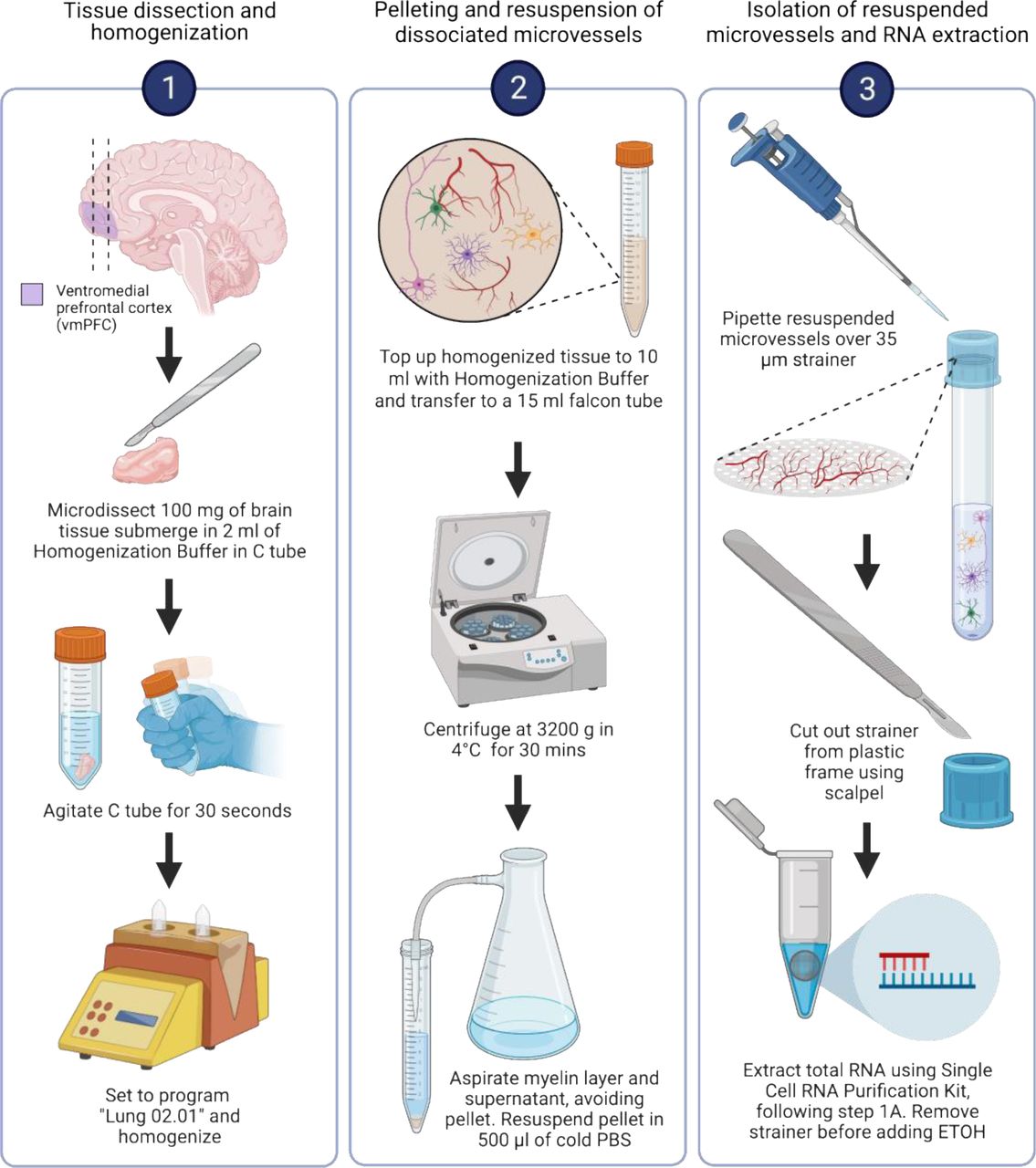 Total Rna Seq Kit V3 Pico Input Mammalian TaKaRa Bioz