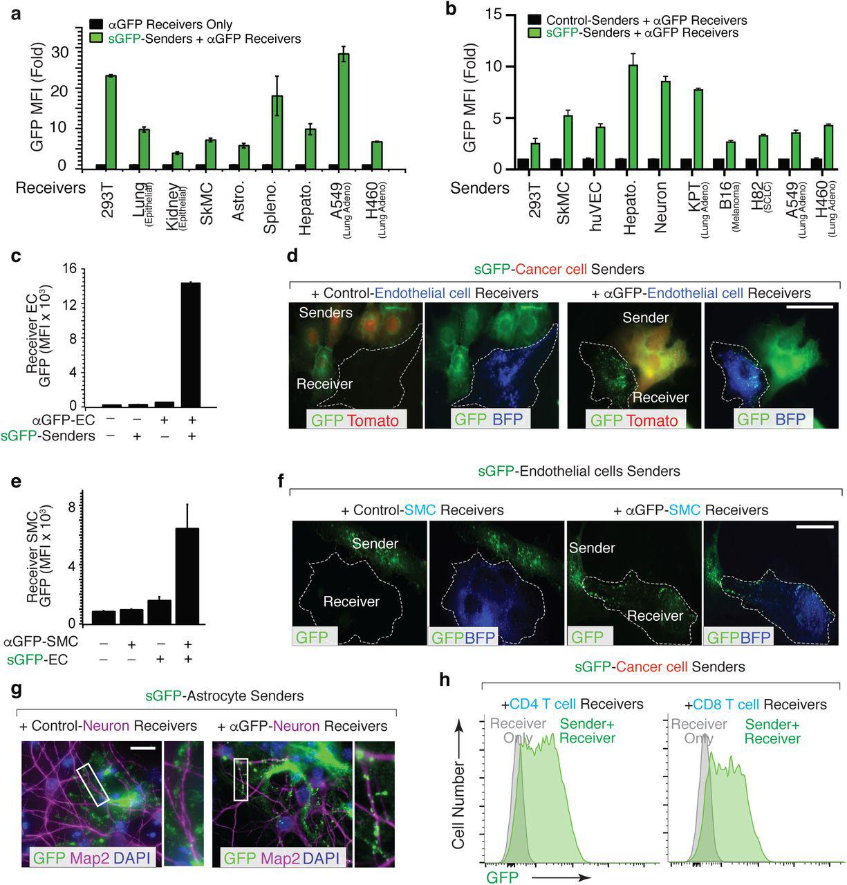 a, b. G-baToN can detect cancer cell-endothelial cell (EC) interactions. HUVECs expressing αGFP were co-cultured with or without Tomato pos sGFP-expressing lung cancer sender cells at a 1:1 ratio for 24 hours. ( a ) Representative images of Tomato pos sGFP-expressing lung cancer sender cells co-cultured with either <t>control</t> <t>HUVEC</t> receiver cells (HUVECs expressing BFP) or αGFP HUVEC receiver cells at a 1:1 ratio for 24 hours. Scale bars = 50 μm. ( b ) MFI of GFP on PI neg Tomato neg BFP pos CD31 pos Receiver cells was assessed by flow cytometry and is shown as mean +/- SD of triplicate cultures. ** p<0.01, n=3. c , d. G-baToN can detect endothelial cell (EC)-smooth muscle cell (SMC) interactions. Primary human umbilical artery smooth muscle cells <t>(HUASMC)</t> expressing αGFP were co-cultured with or without sGFP-expressing HUVEC senders cells at a 1:1 ratio for 24 hours. ( c ) Representative images of sGFP-expressing HUVEC sender cells co-cultured with either control HUASMC receiver cells (expressing BFP) or αGFP HUASMC receiver cells at a 1:1 ratio for 24 hours. Scale bars = 50 μm. ( d ) MFI of GFP on PI neg BFP pos receiver cells was assessed by flow cytometry and is shown as mean +/- SD of triplicate cultures. ** p<0.01, n=3. e , f , g. G-baToN can detect cancer cell-endothelial cell (EC) interactions in 3D-microfluidic culture. ( e ) Details on design of 3D-microfluidic devices for cancer cell-endothelial cell co-culture. ( f ) Representative images of Tomato pos sGFP-expressing lung cancer sender cells co-cultured with either control HUVEC receiver cells (HUVECs expressing BFP) or αGFP HUVEC receiver cells at a 1:10 ratio for 24 hours. Scale bars = 200 μm. ( g ) Average number of GFP pos hUVEC after co-culture with cancer cells for 24 h. 10 areas from three chips with 200X magnification were used for the quantification. ** p<0.01, n = 10. 