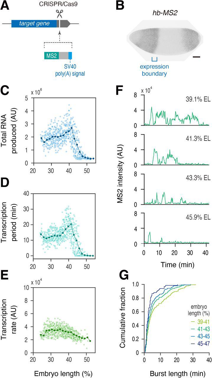 (A) Sequence cassette containing 24x MS2 and SV40 poly(A) signal was inserted into the 3′ UTR of target genes by using <t>CRISPR/Cas9.</t> (B) Fluorescent in situ hybridization of endogenous hb-MS2 . Embryo at nc14 was shown. MS2 probe was used for the analysis. Image was cropped and rotated to align embryo (anterior to the left and posterior to the right). Scale bar indicates 50 μm. (C-E) Profiles of total RNA production (C), transcription period (D) and transcription rate (E) as a function of AP position. Line plot indicates mean values in groups of nuclei binned by AP position. In total, 695 nuclei from three independent embryos were analyzed. (F) Representative trajectories of transcription activity of hb-MS2 in individual nuclei. (G) A cumulative plot showing fraction of bursting events (y axis) and length of transcriptional bursting (x axis). A total of 230 nuclei from three independent embryos was analyzed. 