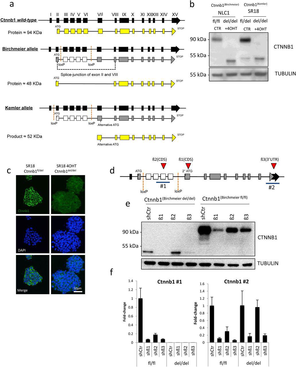 a) Schematic representation of murine β-catenin <t>(Ctnnb1)</t> locus and the two loxP alleles used for β-catenin studies in mESCs. Black boxes represent exons, yellow boxes coding exons, dashed red lines indicates loxP sites, white boxes represent exons excised upon CRE-mediated recombination of loxP sites. b) Western blot of NLC1 and SR18 cell lines upon 72hrs 4’-Hydroxytamoxifen treatment (+4OHT) and respective untreated controls (CTR). SR18 untreated cell line is heterozygous for full-length β-catenin deletion. c) β-catenin immunofluorescence staining on fixed SR18 (Ctnnb1 fl/del ) parental cell line (left) or upon 72 hours 4’-Hydroxytamoxifen treatment (right panel). DAPI was used to counterstain nuclei. A primary antibody raised against the C-terminal portion of β-catenin was used. d) Schematic representation of short-hairpin targeted regions (red triangles, β1, β2 and β3) and qRT-PCR amplicons (blue lines, #1 and #2) along the Ctnnb1 Birchmeier allele. e) Western blot of β-catenin of mESCs harbouring the Birchmeier β-catenin allele after (Ctnnb1 del/del (left)) or before (Ctnnb1 fl/fl (right)) CRE-mediated recombination of the lox-P sites. Cells were transduced with a control short-hairpin (shCtr) or three different short hairpins against β-catenin mRNA (β1, β2 or β3). f) qRT-PCR on total mRNA extracts of Ctnnb1 fl/fl or Ctnnb1 del/del cells transduced with the short-hairpin constructs used in . Two different amplicons were amplified to monitor deleted region (Ctnnb1 #1) or 3’UTR region (Ctnnb1 #3). GAPDH was used as housekeeping control. Error bars represents standard deviation of technical triplicates. 