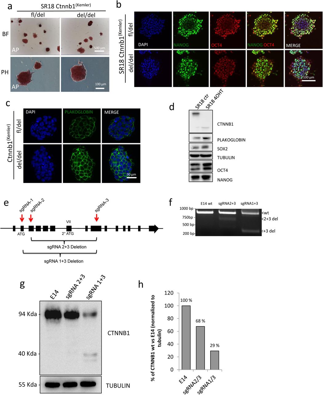 a) SR18 Ctnnb1fl/del or Ctnnb1 del/del display overall similar alkaline phosphatase staining expression and morphology. BF=brightfield (scalebar=500 μm), PH=phase contrast (scalebar=100 μm). b) Immunofluorescence of Nanog and Oct4 on fixed SR18 Ctnnb1 fl/del or Ctnnb1 del/del cells. Scalebar=100 μM. DAPI was used to counterstain nuclei. c) Immunofluorescence of Plakoglobin on fixed SR18 Ctnnb1 fl/del or Ctnnb1 del/del cells. Scalebar=30 μM. DAPI was used to counterstain nuclei. d) Western blot of total protein extracts of SR18 Ctnnb1fl/del (SR18 ctr) or Ctnnb1 del/del (SR18 4OHT) cells. Protein extracts were probed for β-catenin (CTNNB1), Plakoglobin, Sox2, Oct4 and Nanog. Tubulin was used as loading control. e) Schematic representation of sgRNAs target positions along the β-catenin locus. sgRNAs were used in pairwise combinations to excise different gene regions. sgRNAs are represented as red arrows, indicating the position and orientation of oligonucleotides used for PCR genotyping (3 oligos PCR). f) PCR-genotyping of E14 mESCs transiently transfected with Cas9 and pairwise combinations of sgRNAs as depicted in e). Untransfected cells were used as parental control. Expected amplicon size is 824 bp for wild-type, 595 bp for sgRNA2+sgRNA3, 278 bp for sgRNA1+sgRNA3. g) Western blot for β-catenin on total protein extract of E14 mESCs parental cell line, or upon transient transfection of Cas9 and pairwise combination of sgRNAs as in e). Tubulin was used as a loading control. h) Quantification of full-lenght β-catenin deletion in g). β-catenin band intensity was normalized on Tubulin intensity for each sample and then rescaled as a percentage of the untrasfected parental cell line. 