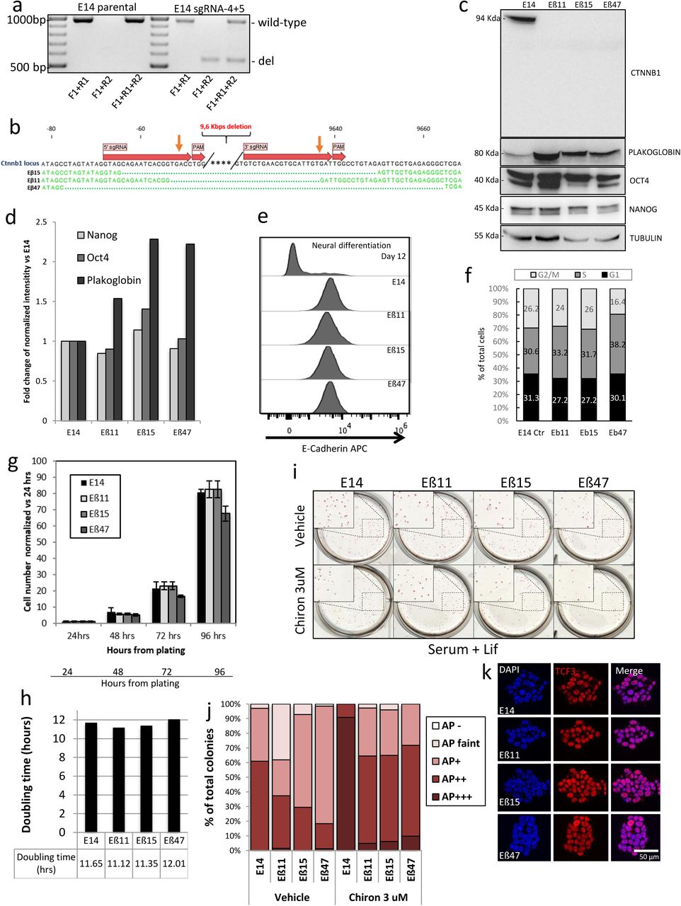 a) PCR genotyping of E14 transiently transfected with Cas9, sgRNA4 and sgRNA5 (right) and parental cell line (left). Three different oligos combinations were used to detect wild-type allele (F1+F2), deleted alleles (F1+R2) or both (F1+R1+R2). b) Sanger sequencing of Eβ11, Eβ15 and Eβ47 Ctnnb1 edited locus. Matching bases are represented as green letters, green dots are deleted bases. Orange arrows indicate expected Cas9 editing sites, sgRNAs sequences and PAM are shown as red arrows. c) Western blot of total protein extracts from E14, Eβ11, Eβ15 and Eβ47 mESCs. Protein extracts were probed for β-catenin, Plakoglobin, Nanog and Oct4 expression. Tubulin was used as loading control. d) Band intensity quantification relative to western-blot in figure (c). Band intensities were normalized on Tubulin intensity for each sample and then rescaled as fold-change with respect to the parental cell line. e) Flow cytometry analysis of E-Cadherin expression in Eβ11, Eβ15, Eβ47 and parental E14 cells. E14 cells undergoing neuro-ectodermal differentiation were used as negative control for E-Cadherin expression (top). f) Flow cytometry cell-cycle analysis on fixed E14, Eβ11, Eβ15 and Eβ47 cells. DAPI was used to measure DNA content. Data are represented as histogram depicting the percentage of cells in G1 (black), S (grey) or G2/M (light grey). One exemplificative experiment. g, h) Growth curve of E14, Eβ11, Eβ15 and Eβ47 cells and doubling time analysis. i) AP staining of E14, Eβ11, Eβ15 and Eβ47 cells cultured in Serum/LIF in presence of Vehicle (0.3 % DMSO) or 3 μM Chiron for 5 days. Whole plate scanning and magnification inset (dashed boxes). j) AP staining intensity quantification relative to . k) Immunofluorescence of parental E14 cells, Eβ11, Eβ15 and Eβ47 for Tcf3 expression. DAPI was used to counterstain nuclei. Scalebar= 50 μm. 