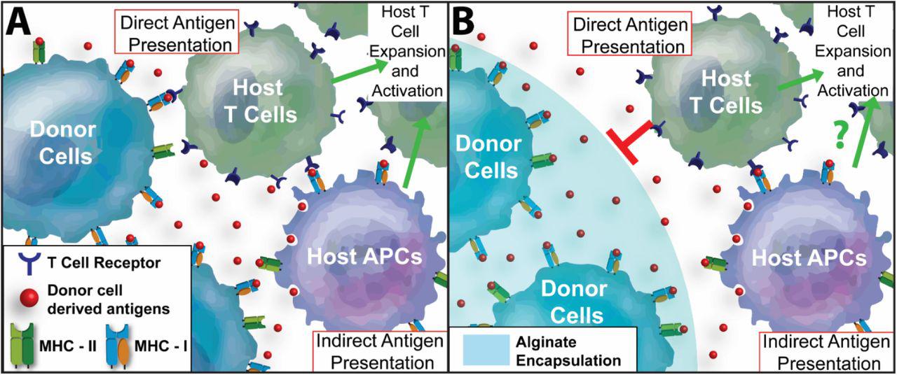 Oti Splenic Cd8 T Cells Becton Dickinson Bioz