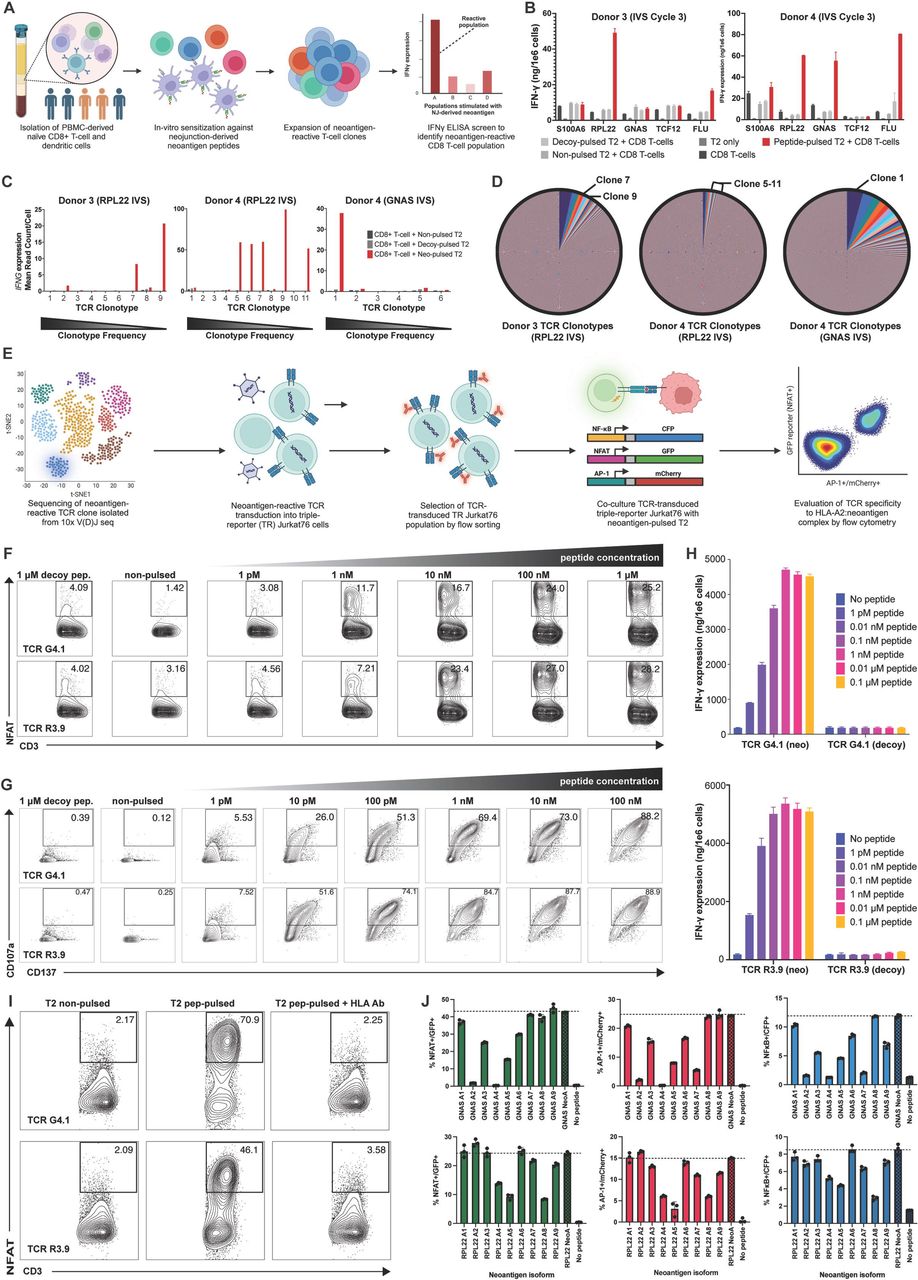 Cd3 Cd28 Human T Activator Dynabeads Thermo Fisher Bioz