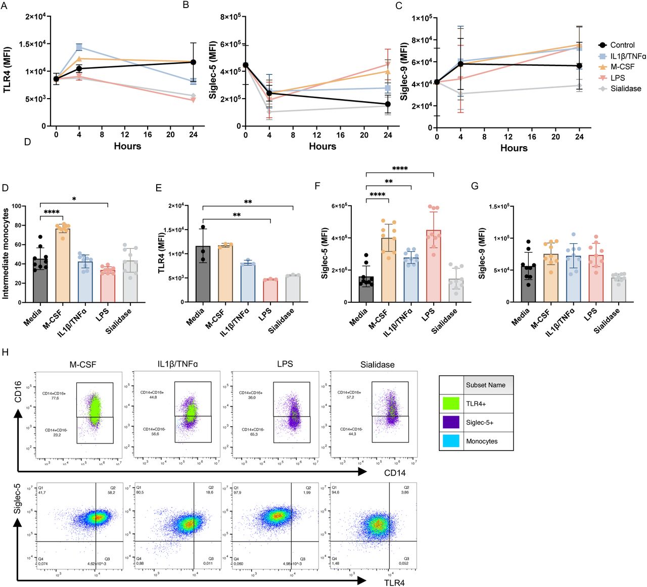 (A-C) MFI of TLR4, Siglec-5, and Siglec-9 at 0, 4, and 24hrs of stimulation with M-CSF, IL1β/TNFɑ, LPS, and sialidase ( n = 2-3 from one biological replicate for TLR4, and three biological replicates for Siglec-5 and Siglec-9). (D) Percentage intermediate monocytes after 24hrs ( n = 2-3 from three biological replicates). (E-G) MFI of TLR4, Siglec-5, and Siglec-9 after stimulation for 24hrs ( n = 2-3 from one biological replicate for TLR4, and three biological replicates for Siglec-5 and Siglec-9). (H) Representative flow cytometric dot plots displaying the percentage classical and intermediate monocytes where blue represents all cells, purple represents Siglec-5 + cells, and green represents TLR4 + cells, which can also be displayed in the dot plot below. Data is represented as mean±SD, statistical analysis was performed using one-way ANOVA with Dunnett’s multiple comparisons test (* p <0.05; ** p <0.01; *** p <0.001; **** p <0.0001). 