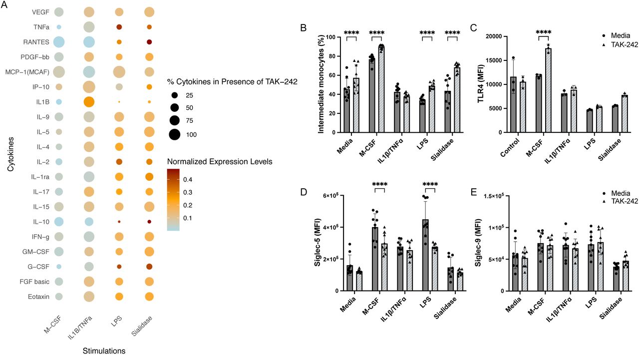 (A) The effect on monocytes imposed by blocking TLR4 with TAK-242 was measured through cytokine production, a panel of cytokines and chemokines were screened after incubation with M-CSF, IL1β/TNFɑ, LPS, and sialidase for 24hrs with and without TAK-242. Each dataset is the mean of three biological replicates with three technical replicates pooled together. (B) The percentage of intermediate monocytes was quantified with and without TAK-242 ( n =2-3 form three biological replicates). (C-E) MFI of TLR4, Siglec-5, and Siglec-9 was compared between the stimulation in absence or presence of TAK-242 ( n =2-3 form three biological replicates, except TLR4 which was measured in one biological replicate). Heatmap analysis display data as fractions where the 0 is the smallest value of each sub column and the largest is the sum of all values in the sub column. Cytokine levels are indicated by Normalized Expression Levels and the % Cytokines in Presence of TAK-242 indicates how effective TAK-242 was at reducing cytokine secretion compared to without TAK-242. Data is represented as mean±SD, statistical analysis was performed using two-way ANOVA with Sidak’s multiple comparisons test (* p <0.05; ** p <0.01; *** p <0.001; **** p <0.0001). 