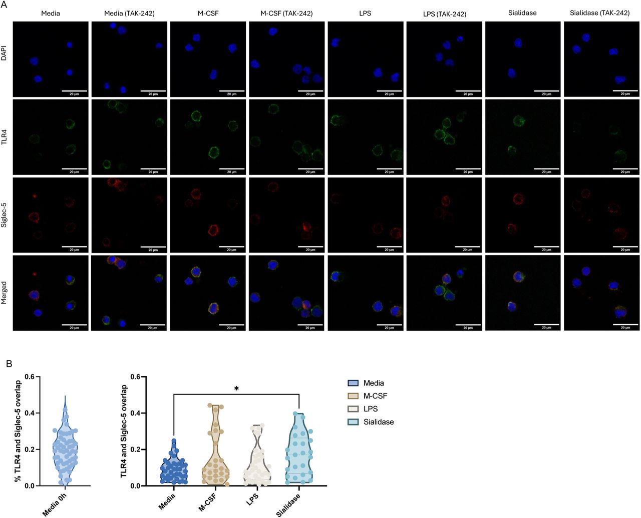 (A) Representative immunofluorescence images of monocytes stimulated with M-CSF, LPS, and sialidase. Scale bar represents 20µm. (B) Quantification of % colocalization of TLR4 and Siglec-5. Each data point represents one cell, 5-7 images were captured per condition, two biological replicates were used. Data is represented as mean±SD, statistical analysis was performed using one-way ANOVA with Dunnett’s multiple comparisons test (* p <0.05). 