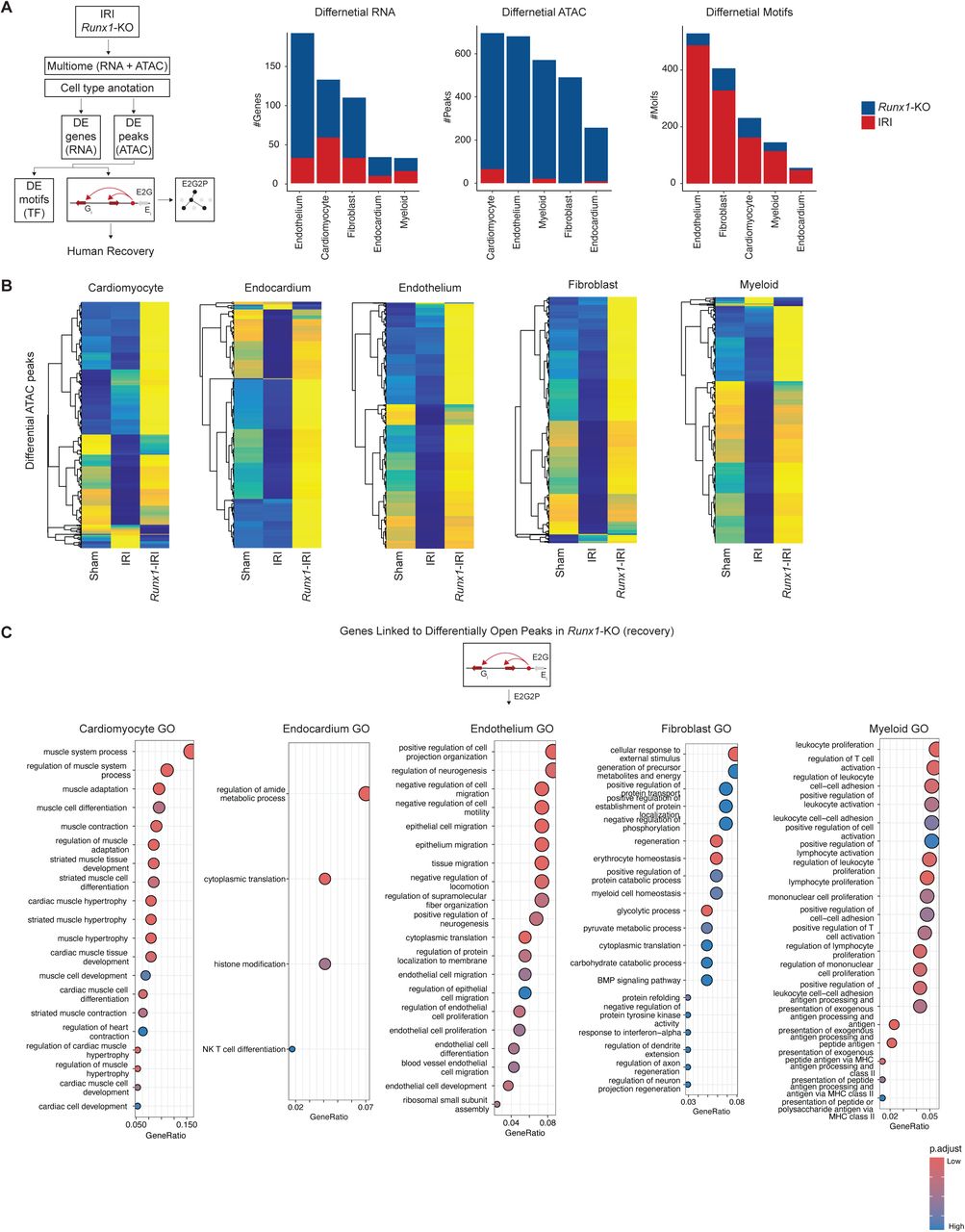 (A) Schematic of computational framework for integrative analysis of Multiome (RNA + ATAC) data (left) and tabulated number of differential genes, peaks, and associated motifs by cell type between WT and Runx1 -KO animals 12-weeks post-IRI (right). (B) Heatmap of differential ATAC-peaks by cell type and grouped by sham, WT, and Runx1 -KO. (C) Pathway enrichment analysis for genes linked to differentially open peaks in Runx1 -KO relative to WT. E2G2P provides a framework to map regulatory changes to downstream transcriptional changes and associated functional pathways. The adjusted p-value is computed using the Benjamini-Hochberg method for correction for multiple hypothesis testing. The gene ratio is the proportion of genes from the pathway set which are within the cell state marker list. 