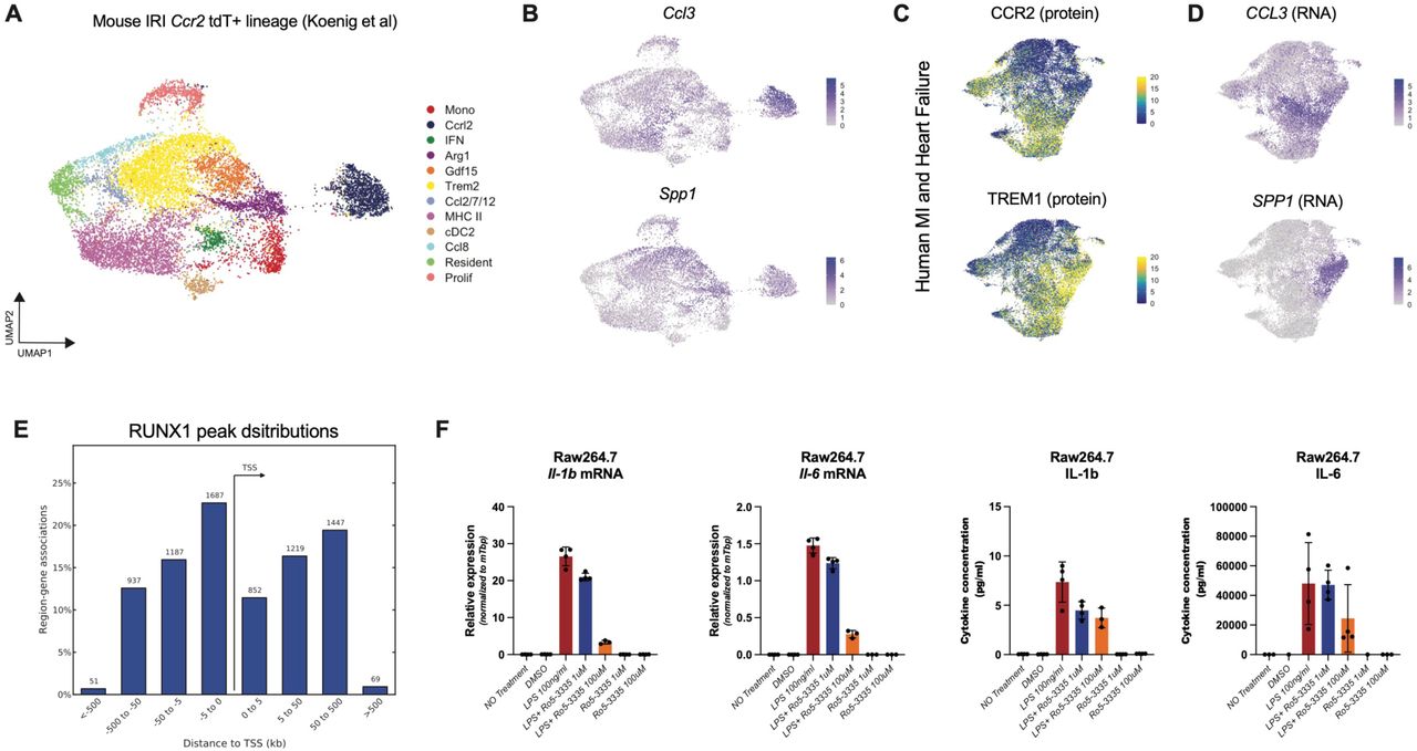 (A) UMAP embedding plot for monocytes and macrophages post-IRI in Ccr2 CreERT2 Rosa26 -tdTomato animals. tdTomato positive cells were sorted for single cell sequencing therefore all cell states in the UMAP are monocyte derived populations. (B) Ccl3 and Spp1 expression in monocyte derived macrophages post-IRI. (C) CCR2 and TREM1 protein expression from human MI and HF CITE-seq in macrophages. (D) CCL3 and SPP1 expression from human MI and HF CITE-seq in macrophages. CCL3 and SPP1 co-localize with CCR2/TREM1 protein suggesting these chemokines are secreted by monocyte derived populations in human and mouse. (E) anti-RUNX1 CUT&RUN in RAW264.7 macrophages peak distributions showing maximal binding at the TSS with some distal gene regulation. (F) Dose dependent expression of Il1b and Il6 RNA and protein levels in untreated, LPS treated, and LPS + Ro5-3335 treated RAW264.7 macrophages. 
