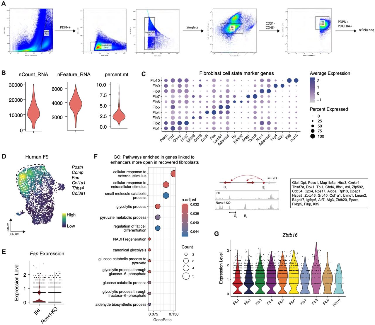 (A) Flow cytometry gating scheme for isolation of fibroblasts for single cell RNA-sequencing. (B) Quality control metrics for number of RNA counts, number of genes, and mitochondrial RNA percent per cell. (C) Dot plot of canonical marker genes for annotated fibroblast cell states. (D) Human pro-fibrotic gene signature ( POSTN, COMP, FAP, COL1A1, THBS4, and COL3A1 ) mapped on mouse cardiac fibroblasts. (E) Violin plot of Fap expression in WT and Runx1 -KO fibroblast. (F) Gene ontology analysis for pathways enriched in genes linked to ATAC-seq peaks more open in Runx1 -KO fibroblasts relative to WT fibroblasts (left) with schematic and genes (right). The adjusted p-value is computed using the Benjamini-Hochberg method for correction for multiple hypothesis testing. The gene ratio is the proportion of genes from the pathway set which are within the cell state marker list. (G) Zbtb16 expression in cardiac fibroblasts grouped by cell state. 