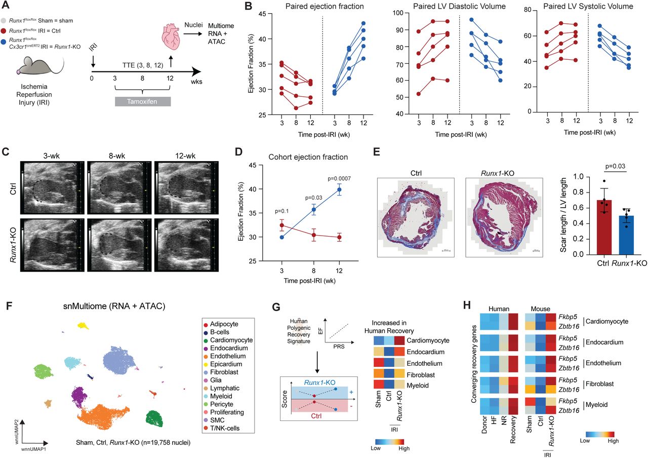 (A) Study design showing Runx1 flox/flox Cx3cr1 CreERT2 ( Runx1 -KO) and Runx1 flox/flox (WT) animals subjected to sham or ischemia reperfusion surgery with serial functional measurements with echocardiography at 3-, 8-, and 12-weeks post-IRI with continuous tamoxifen administration between 3-12 weeks. At 12 weeks post-IRI, sham, WT, and Runx1 -KO animals were sacrificed and nuclei isolated for Multiome (RNA + ATAC) sequencing. (B) Paired EF, LV diastolic volume, and LV systolic volume measurements in WT and Runx1 -KO animals post-IRI demonstrating significant functional recovery upon Runx1 deletion. (C) Long axis paired still example images in Control and Runx1 -KO animals post-IRI. (D) Grouped EF measurements in WT and Runx1 -KO animals post-IRI demonstrating significant functional recovery upon Runx1 deletion. (E) Quantification of myocardial scar burden/total LV circumference in Runx1 -KO and WT animals 8-weeks post-IRI. (F) WNN UMAP embedding plot of sham, WT, and Runx1 -KO animals colored by cell type. (G) Schematic depiction of a cell type specific human polygenic recovery score mapped onto mouse data (left). Heatmap of cell type specific positive PRS score from human recovery mapped onto mice grouped by sham, WT, and Runx1 -KO animals (right). (H) Fkbp5 and Zbtb16 expression in human (left) and mouse recovery by cell type. 