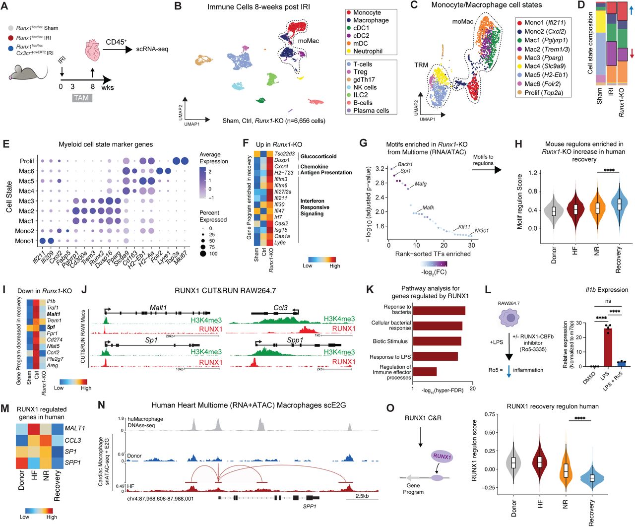 (A) Workflow for isolation of immune cells for single cell gene expression profiling from WT and Runx1 -KO animals 8-weeks post-IRI. (B) UMAP embedding plot of all CD45+ immune cells colored by cell type. (C) UMAP embedding plot for monocyte and macrophage cell state. Dotted lines outline monocyte derived and tissue resident macrophage populations. (D) Relative cell state composition in WT and Runx1 -KO animals (right) colored by cell state. (E) Dot plot for top 2 marker genes for macrophage cell states. (F) Heatmap for genes upregulated in Runx1 -KO relative to WT 8-weeks post-IRI grouped by functional significance. (G) TF motifs upregulated in Runx1 -KO relative to WT 12-weeks post-IRI based on differential chromatin accessibility. (H) Gene set score for human ortholog genes within the motif regulon from (G). (I) Heatmap of genes downregulated in Runx1 -KO relative to WT 8-weeks post-IRI. (J) Genomic tracts for RUNX1 and H3K4me3 CUT&RUN in RAW264.7 macrophages at key heart failure associated genes. (K) Gene Ontology pathway analysis for compendium of RUNX1 target genes obtained from anti-RUNX1 CUT&RUN in RAW264.7. (L) Il1b gene expression in untreated, LPS treated, and LPS + Ro5-3335 treated RAW264.7 macrophages. (M) Heatmap of example genes directly regulated by RUNX1 grouped by donor, heart failure, non-responder, and recovered human hearts. (N) Human macrophage DNAseq and scE2G links in Multiome (RNA+ATAC) data from human heart samples split by donor and HF at the SPP1 locus showing a E2G link from a non-coding enhancer to the promoter. (O) Gene set score for human ortholog genes dynamic in recovery and under direct control of RUNX1 (from anti-RUNX1 CUT&RUN) decreases in human recovery. 