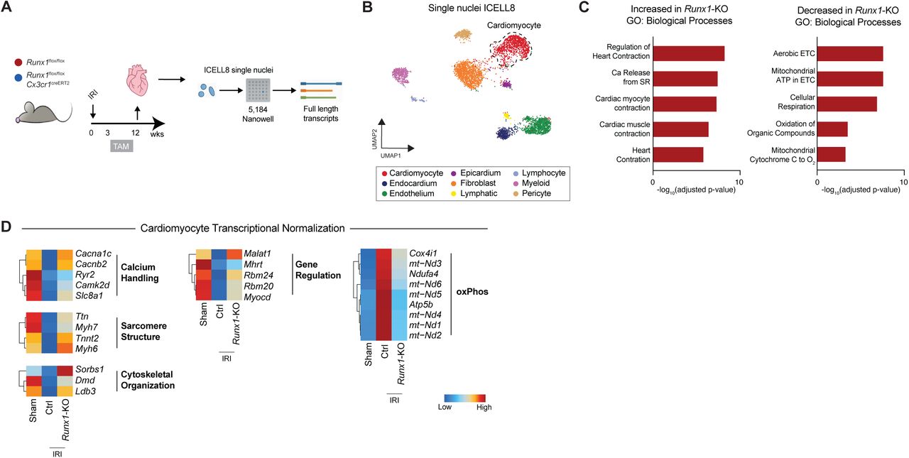 (A) Study design for nuclei isolation for ICELL8 single nuclei RNA-seq in nanowells for deep transcriptional profiling in WT and Runx1 -KO animals 12-weeks post-IRI. (B) UMAP embedding plot of sham, from WT and Runx1 -KO animals 12-weeks post-IRI colored by cell type. (C) Gene ontology biological pathway analysis for cardiomyocytes using differentially expressed in WT and Runx1 -KO animals 12-weeks post-IRI. (D) Heatmap of differentially expressed genes between WT and Runx1 -KO animals grouped by functional relevance. EF = ejection fraction. IRI = ischemia reperfusion injury. LV = left ventricle. WNN = weighted nearest neighbor. TAM = tamoxifen. 