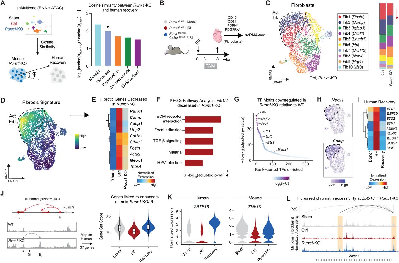 (A) Schematic of cosine similarity computation between Runx1 -KO animals post-IRI and human recovery (left) and quantification of a cosine similarity score by cell type (right). A higher value indicates greater similarity between recovered Runx1 -KO animals and recovered human hearts. (B) Workflow for isolation of cardiac fibroblasts for single cell gene expression profiling from WT and Runx1 -KO animals 8-weeks post-IRI. (C) UMAP embedding plot of fibroblasts colored by cell state (left) and relative cell state composition in WT and Runx1 -KO animals (right). (D) Fibrosis gene set ( Postn, Meox1, Runx1, Col1a1, Comp, Aebp1, Acta2, Thbs4, Cthrc1, Acta2, and Ltbp2 ) score density plot on fibroblast UMAP. (E) Heatmap of fibrosis genes downregulated in murine recovery grouped by sham, WT, and Runx1 -KO. (F) KEGG pathway analysis for Fib1/2 marker genes downregulated in Runx1 -KO. The adjusted p-value is computed using the Benjamini-Hochberg method for correction for multiple hypothesis testing. (G) TF motifs downregulated in Runx1 -KO relative to WT animals 12-weeks post-IRI based on differential chromatin accessibility. (H) Meox1 and Comp1 expression restricted to activated Fib1/2 states. (I) Heatmap of pro-fibrotic genes and transcription factors decreased in human recovery. (J) Schematic of scE2G map in macrophages from WT and Runx1 -KO animals 12-weeks post-IRI identifying genes links to enhancers more accessible in Runx1 -KO relative to WT (left) and gene set score for human ortholog showing increased expression in human recovery (right). (K) Violin plot of Zbtb16 expression in human and mouse recovery. (L) Chromatin accessibility and peak-gene linkage at the Zbtb16 locus in sham, WT, and Runx1 -KO fibroblasts; highlighted segment shows an intronic regulatory element more accessible in sham and Runx1 -KO fibroblasts linked to the Zbtb16 promoter. IRI = ischemia-reperfusion injury. TAM = tamoxifen. Act Fib = activated fibroblasts. scE2G = single cell enhancer gene. HF = heart failure. 