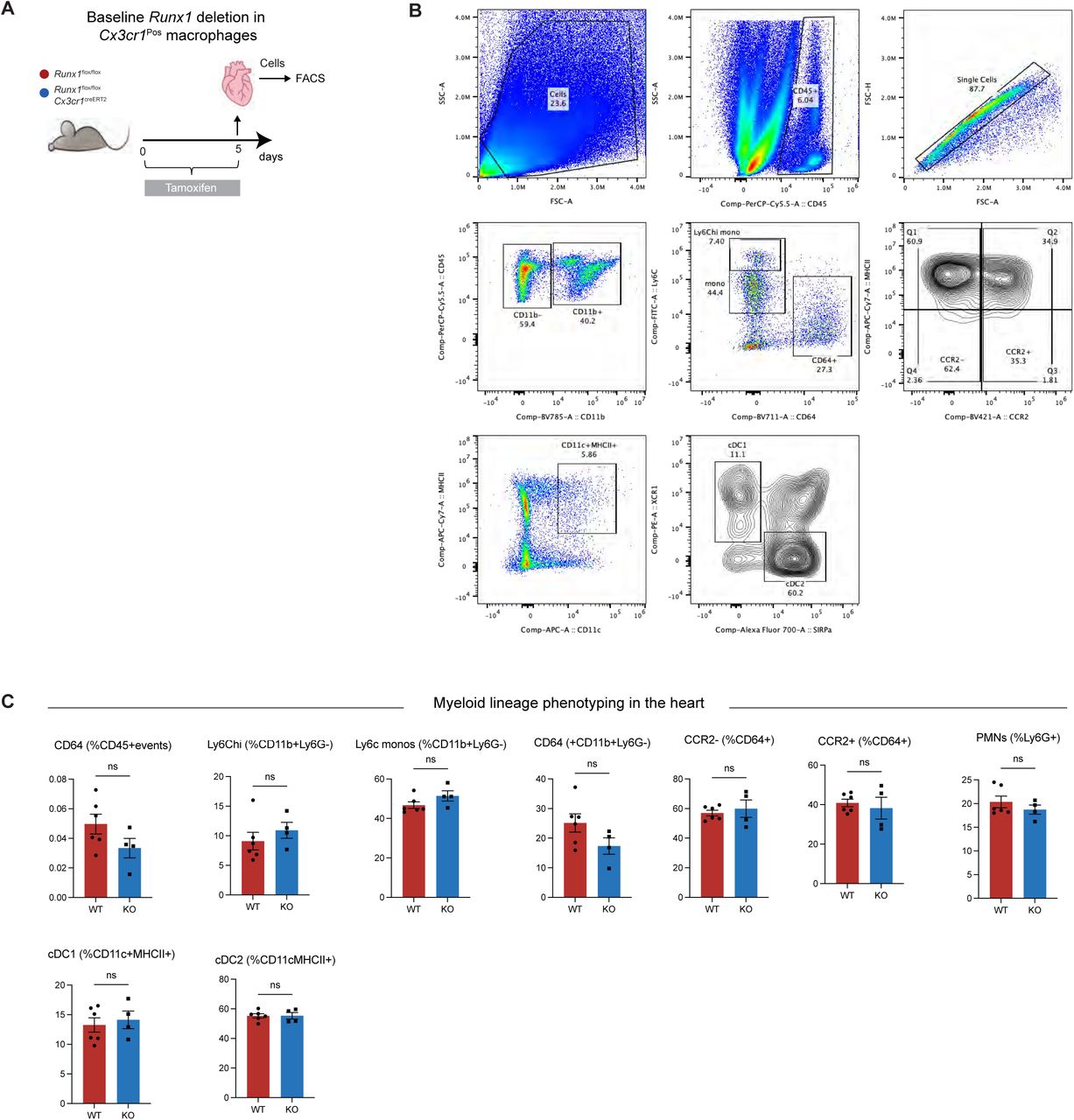 (A) Study design for targeted deletion of Runx1 in cardiac macrophages at baseline with single cell isolation for flow cytometry in IRI and Runx1 -KO animals. (B) Representative gating scheme to define the myeloid lineage subsets from the mouse heart. (C) Quantification of myeloid lineage cell states in IRI and Runx1 -KO animals in the un-injured heart. 