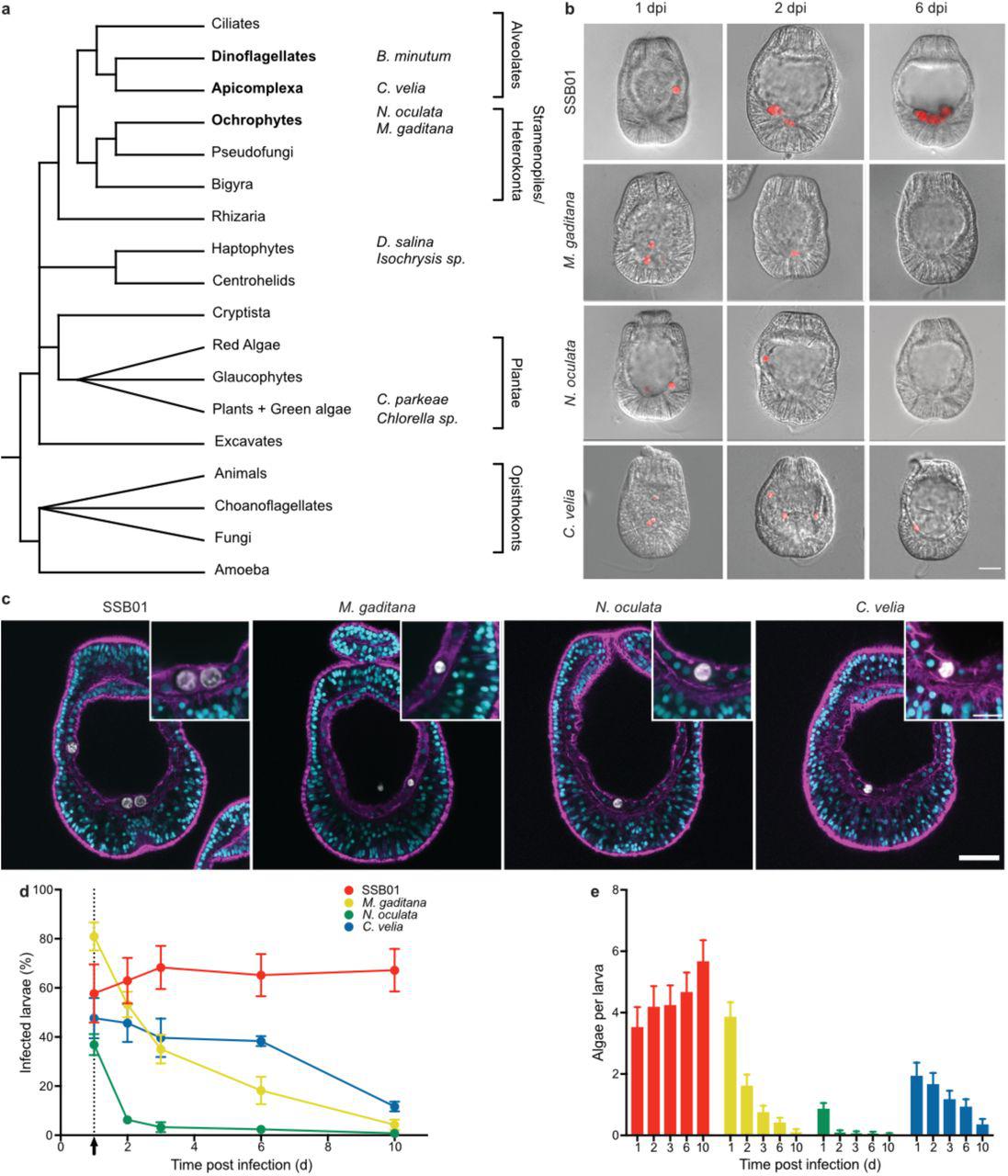 a Phylogenetic tree adapted from . The four microalgae used for the comparative analysis belong to the SAR supergroup: B. minutum strain SSB01 (symbiont) belongs to the phylum Dinoflagellata, C. velia belongs to the phylum Apicomplexa, and both M. gaditana and N. oculata are members of Ochrophyta. The additional microalgae screened belong to two different phyla: D. salina and Isochrysis sp. - Haptophyta and C. parkaea and Chlorella sp . - Chlorophyta (images in ). b <t>Aiptasia</t> larvae 1-, 2-, and 6-day(s) post infection (dpi) with SSB01, M. gaditana , N. oculata , and C. velia , as indicated. Larvae were infected at 4-6 days post fertilisation (dpf) for 24 hours and were washed into fresh FASW. Images are DIC and red autofluorescence of algal photosynthetic pigments, scale bar represents 25 µm. c All microalgae, SSB01, M. gaditana , N. oculata , and C. velia ., are taken up in the endodermal tissue. Autofluorescence of algal photosynthetic pigment (white), Hoechst-stained nuclei (cyan), phalloidin-stained F-actin (magenta). Scale bar for whole larva represents 25 µm and scale bar for close up represents 10 µm. d Percentage of Aiptasia larvae infected after exposure to 1.0 × 10 5 cells/ml SSB01, M. gaditana , N. oculata , or C. velia for 24 hours followed by a washout into fresh FASW (indicated by the arrow and dotted line). Error bars indicate mean ± SEM of 4 independent replicates. e Average number of algal cells/larva after exposure to 1.0 × 10 5 cells/ml of SSB01, M. gaditana , N. oculata , or C. velia for 24 hours after which larvae were washed into fresh FASW. Error bars are mean ± SEM of 4 independent replicates. 
