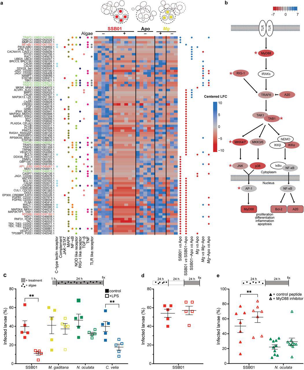 a Several genes in immunity related pathways are differentially downregulated in SSB01 (symbiont) containing cells, but not in M. gaditana (Mg) containing cells, or aposymbiotic cells from infected larvae (values indicated centred log fold change according to Deseq2 with downregulation in red and upregulation in blue). The heatmap shows all differentially regulated genes SSB01 vs Apo, SSB01 vs SSB01-Apo, SSB01-Apo vs Apo, Mg vs Apo, Mg vs Mg-Apo, Mg-Apo vs Apo within the following KEGG pathways: C-type lectin receptor signalling pathway (ko04625), Complement and coagulation cascades (ko04610), JAK-STAT (ko04630), MAPK (ko04010), NF-κB (ko04064), NOD-like receptor (ko04621), RIG-I-like receptor (ko04622), TGFβ (ko04350), TNF (ko04668), and TLR-like receptor (ko04620). Significantly differentially expressed genes compared between populations of single cells are indicated with blue (up-regulated) or red (down-regulated) dots. Gene names in green indicate multiple transcripts annotated as the same gene (TRAF3) and gene names in red are those of special interest as mentioned throughout the text. KEGG annotation was automated based on homology. b Simplified TLR pathway according to KEGG annotations (genes in ‘white’ could not be identified in Aiptasia ) representing differential gene expression between symbiotic cells vs . aposymbiotic cells from naïve larvae. Asterisks indicate statistically significant changes. c Percentage of SSB01 (symbiont)-infected Aiptasia larvae is reduced ( p =0.0057, t=5.391) when larvae are pre-treated for 1 hour with LPS, followed by a 24-hour exposure to microalgae and LPS. Percentage of C. velia -infected larvae is also reduced ( p =0.0034, t=6.205), but to a lesser degree, but there was no effect observed for M. gaditana- or N. oculata -infected larvae. d LPS exposure for 24 h after established symbiosis (24 h infection + 24h of incubation without free SSB01) does not influence SSB01 maintenance. e MyD88 inhibition enhances maintenance of SSB01 in larvae ( p =0.0073, t=3.979), while N. oculata maintenance is not affected. All graphs show individual values plus mean ± SEM. ** indicates p<0.01 in two tailed paired (c,e) or unpaired (d) t-test. 