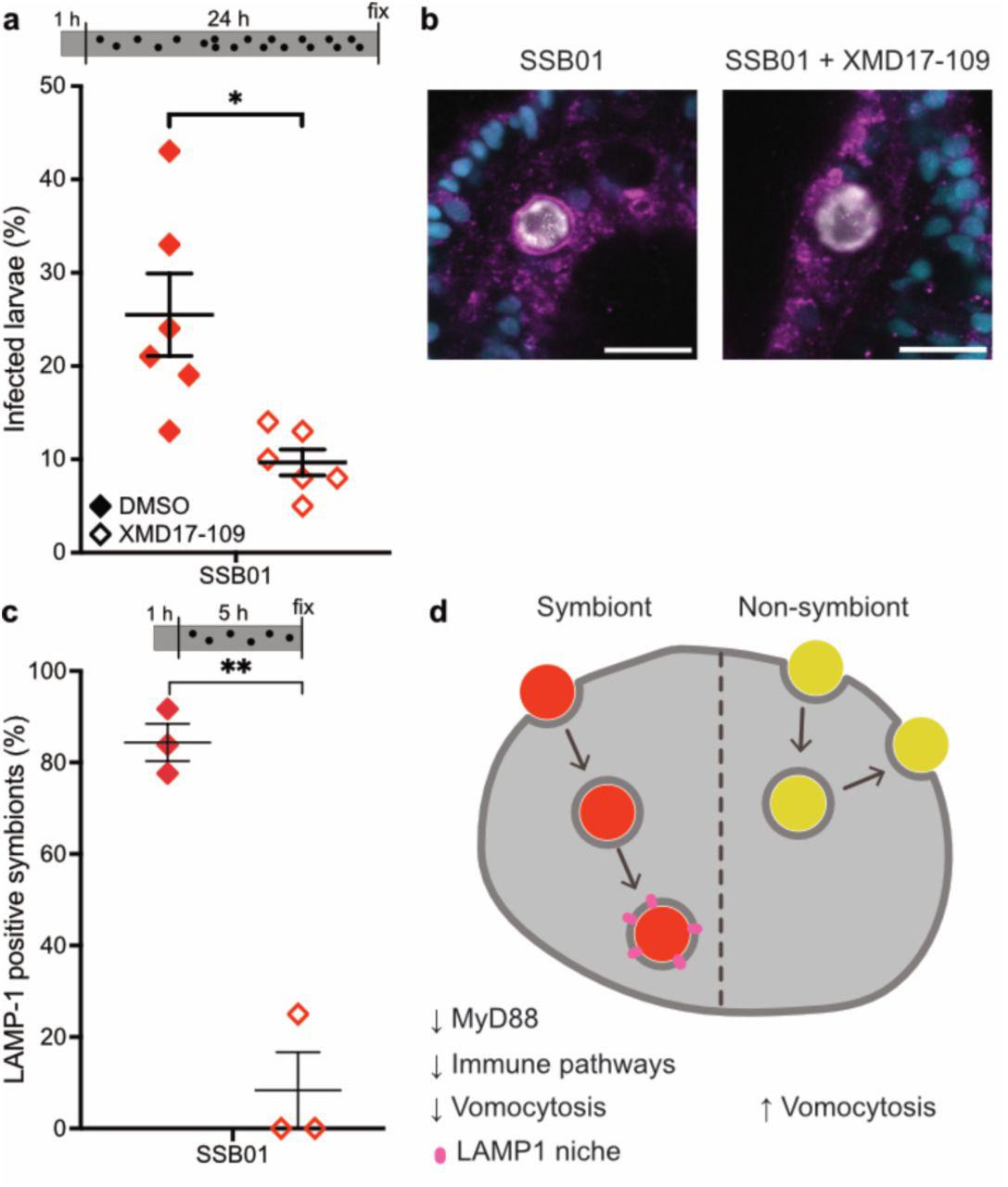 a ERK5 inhibition with XMD17-109 reduces fraction of symbiotic larvae, when pre-treated for 1h and treated during 24h infection. Lines indicate mean ± SEM, * indicates p =0.0135, t=3.729 in two-tailed paired t-test. b L arvae with normal ERK5 activity are able to form a LAMP1-positive symbiosome, while larvae treated with XMD17-109 to inhibit activity of ERK5 show massively reduced accumulation of LAMP1 when pre-treated for 1h and treated during 5 h infection. LAMP1 (magenta); Hoechst (cyan); microalgae (white). Scale bar represents 10 µm. c ERK5 inhibition significantly reduces fraction of symbionts with LAMP1 accumulation. Lines indicate mean ± SEM, ** indicates p =0.0043, t=15.14 in two-tailed paired t-test. d Model of algal uptake in Aiptasia endodermal cells. While uptake of Symbionts (SSB01, red) leads to downregulation of immunity genes, until a functional symbiosomes is formed, where this is no longer necessary, other non-symbiotic microalgae (yellow) elicit no strong transcriptomic response in the host cells and are expelled by a vomocytosis-like process. 