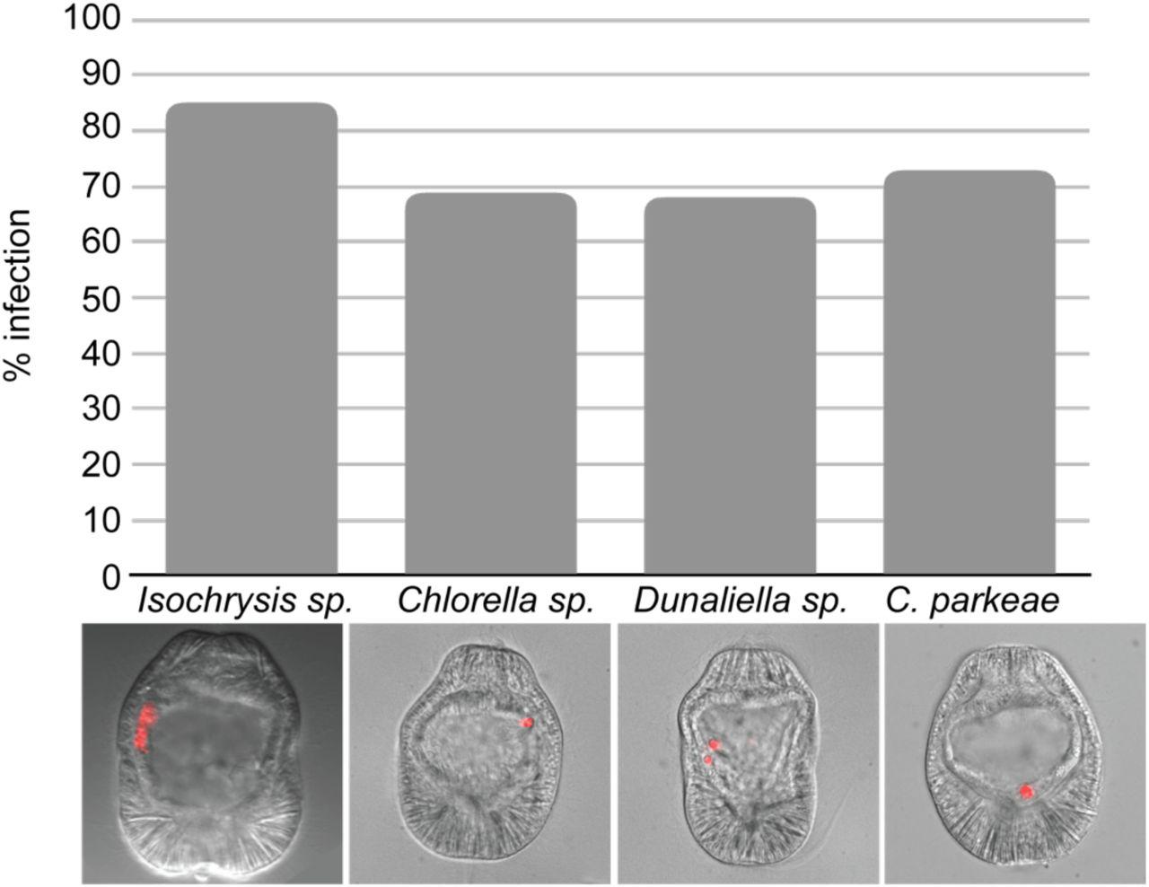 Additional microalgae screened: Isochrysis sp., Chlorella sp., D. salina, and C. parkaea. Aiptasia larvae were infected at 4-6 days post fertilisation (dpf) for 24 hours and were washed into fresh FASW. Images are DIC and red autofluorescence of algal photosynthetic pigments. 