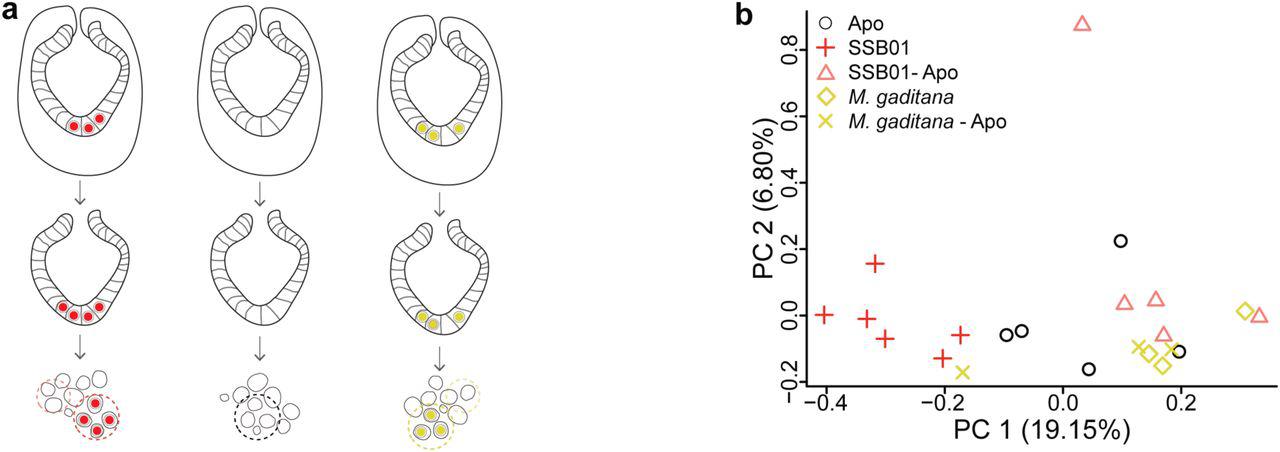a Schematic of Aiptasia larvae used for cell-type specific sequencing. Ectodermal cells were removed resulting in only endodermal cells, which were dissociated and selected for based on contents: aposymbiotic cells from symbiotic larvae (SSB01-Apo), symbiotic cells from symbiotic larvae (SSB01), aposymbiotic cells from aposymbiotic larvae (Apo), cells containing M. gaditana from larvae infected with M. gaditana (Mg), and aposymbiotic cells from larvae infected with M. gaditana (Mg-Apo). b Principal Component Analysis (PCA) plot of host gene expression in different conditions. 