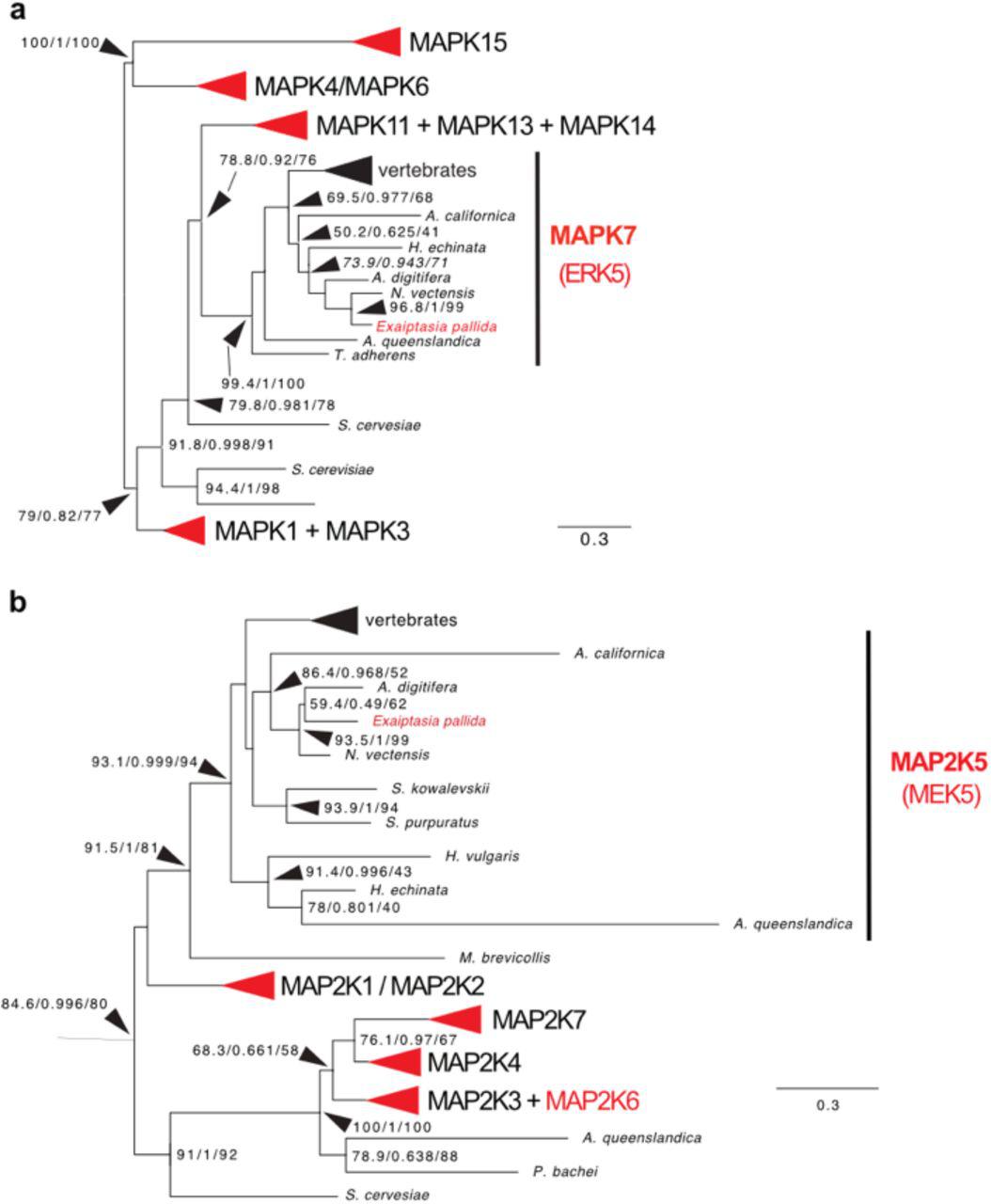 Phylogenetic analysis of ERK5 and MEK5 from Aiptasia . a + b are collapsed trees of Aiptasia MAPK (a) or MAP2K (b) in comparison to several other cnidarian and vertebrate species. Red arrowheads or writing indicate presence of an Aiptasia homolog. Both Aiptasia ERK5 and MEK5 cluster within ERK5 (MAPK7) or MEK5 (MAP2K5), respectively. Full tree can be accessed through file S1 and S2. 