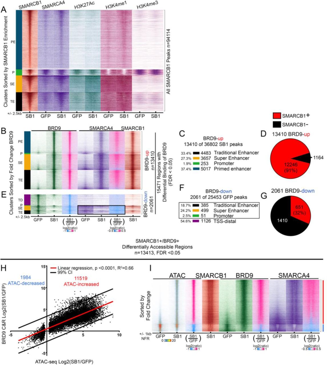 A. SMARCB1 CUT & RUN following expression of SMARCB1 in G401 RT cells for 24 h identifies 94,114 SMARCB1 peaks. Genomic binding signal from SMARCB1- and GFP-induced G401 (SB1, GFP) cells is sorted by SMARCB1 enrichment and clustered by genomic elements defined by chromatin marks generated from MNase-ChIP. Traditional enhancers (TEs, black) and super enhancers (SEs, gold) were called by using <t>H3K27Ac</t> data from SB1 cells according to Rank Ordering of Super Enhancers (ROSE). Promoter-associated peaks outside a ROSE-defined enhancer (Ps, green) were called within 1 kb of an H3K4me3-enriched promoter. Primed enhancer sites (PEs, dark blue) are H3K4me1-enriched, H3K27Ac-negative regions >1 kb from the nearest TSS. Data shown are the average of two biological replicates. B-G. BRD9, SMARCA4, and SMARCB1 genomic binding data from 15,471 differentially bound BRD9 CUT & RUN peaks (SB1 vs. GFP, FDR < 0.05). BRD9 CUT & RUN data are the average of 3 biological replicates. B-D BRD9, SMARCA4, and SMARCB1 genomic binding data from 13,410 sites with significant increase in BRD9 upon SMARCB1 expression (SB1 vs. GFP, FDR < 0.05) (B). Sites gaining BRD9 are annotated with ROSE and histone modification data analysis from SMARCB1-induced G401 cells (C). Circle graphs show the percentage of BRD9-up sites bound by SMARCB1 (D). E-G. BRD9, SMARCA4, and SMARCB1 genomic binding data from 2,061 sites with a significant decrease in BRD9 (SB1 vs. GFP, FDR < 0.05) (E). Sites losing BRD9 are annotated with ROSE and histone modification data analysis from GFP-induced (negative control) G401 cells (F). Sites >1 kb from a TSS with no H3K4me1 were classified as TSS-distal sites (TDs). A black box indicates a region within TEs, SEs, and Ps where SMARCA4 is also lost upon SMARCB1 rescue (E, F). Circle graphs show the percentage of BRD9-down sites bound by SMARCB1 (G). H. Linear regression comparing SMARCB1-dependent changes in accessibility to fold-change BRD9 enrichment between SMARCB1 (SB1)- and GFP-induced G401 cells at sites where SMARCB1 and BRD9 were detected in at least one sample at a differentially accessible region (SMARCB1 + /BRD9 + Differentially Accessible Regions). SMARCB1 + /BRD9 + differentially accessible regions are correlated with SMARCB1-dependent changes in BRD9 binding (p<0.0001, R 2 =0.66). I. Genomic heatmaps of ATAC-seq data, SMARCB1 and BRD9 CUT & RUN, and SMARCA4 ChIP-seq at the sites from (H) that are bound by SMARCB1 and BRD9 that show SMARCB1-dependent changes in ATAC accessibility, centered on the differentially accessible nucleosome-free regions. Sites are sorted by difference in the ATAC-seq nucleosome-free signal measured between SMARCB1 (SB1)- and GFP-induced G401 cells. The red sidebar indicates ATAC-up sites. The blue sidebar indicates ATAC-down sites.