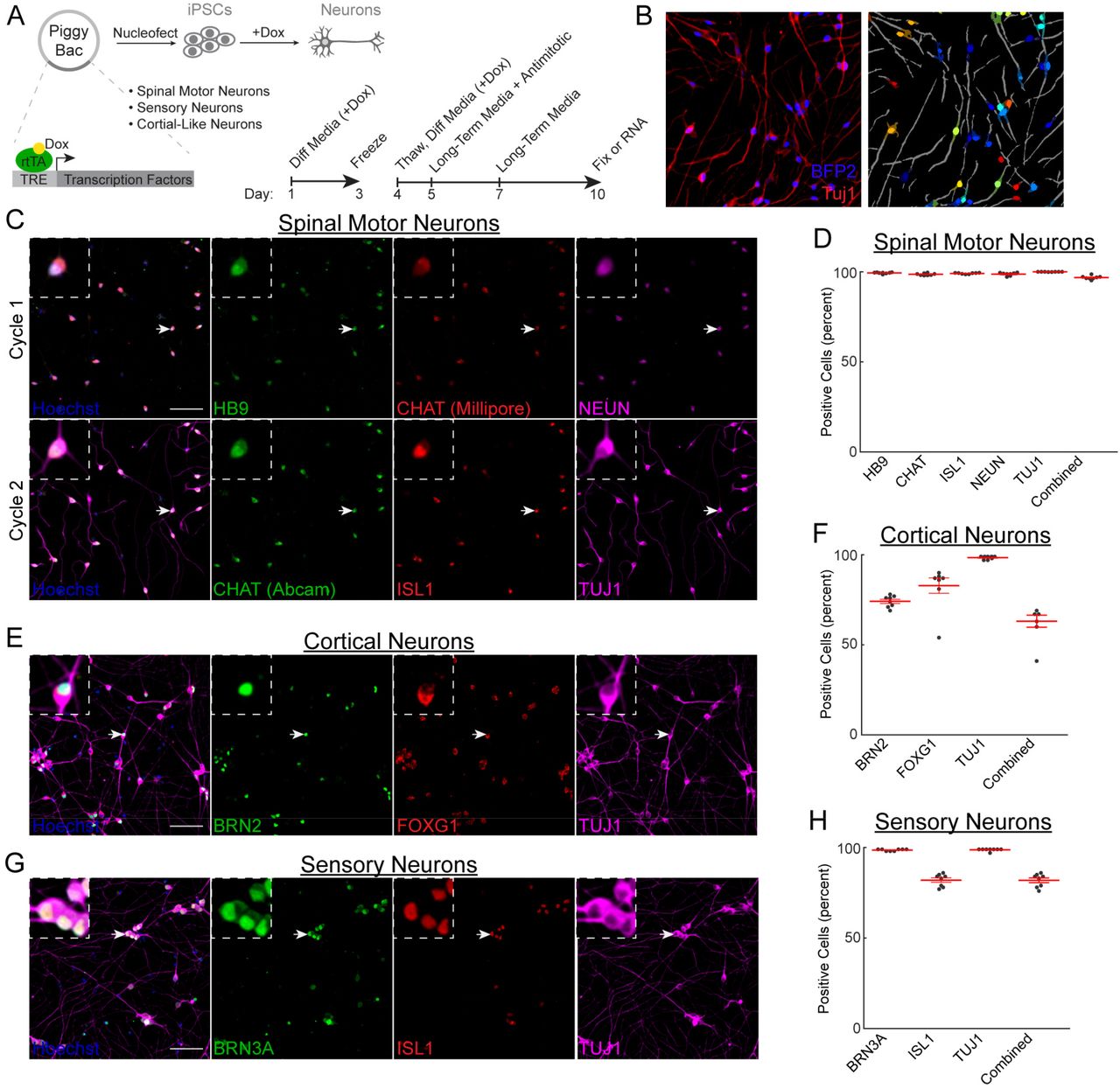 Differentiation of SMNs, cortical neurons, and sensory neurons using inducible transcription factors. (A) Distinct tet-inducible transcription factors contained within PiggyBac constructs were nucleofected into iPSCs to generate different cell types. Timeline summarizes the differentiation protocol. (B) Masking of neurons using BFP2 and TUJ1 staining. Darker, lighter, and gray colors indicate nuclei, cytoplasm, and neurites, respectively. (C) Cyclic immunofluorescence of SMNs for HB9, NEUN, ISL1, TUJ1, and two different CHAT antibodies; quantified in (D). “Combined” indicates the percentage of cells positive for all markers. (E) Cortical neurons stained for <t>BRN2,</t> FOXG1, and TUJ1; quantified (F). (G) Sensory neurons stained for BRN3A, ISL1, and TUJ1; quantified in (H). Scale bars = 100uM; n=8 wells for all groups. Across panels, arrows indicate the same neuron, which is magnified in the inset.