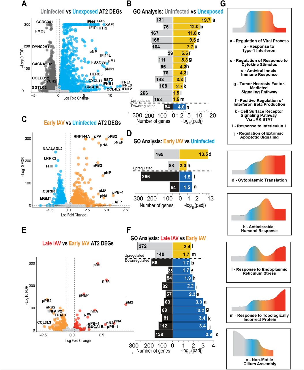 (A-B) Volcano plot of DEGs (A) and GO Biological Process enrichment (B) of genes in Unexposed (grey) vs Uninfected (blue) human AT2 cells. (C-D) Volcano plot of DEGs (C) and GO Biological Process enrichment (D) of genes in Uninfected vs Early IAV (orange) human AT2 cells. (E-F) Volcano plot of DEGs (E) and GO Biological Process enrichment (F) of genes in Early IAV vs Late IAV (red) human AT2 cells. (G) Temporal dynamics of enrichment of GO terms from B, D, and F. Letter to the left of the process name matches letters to the right of the GO term bars. Some terms are enriched in multiple timepoints. Diagrams in G show the dynamics of change of associated terms (boxes) across cell states in AEOs. 