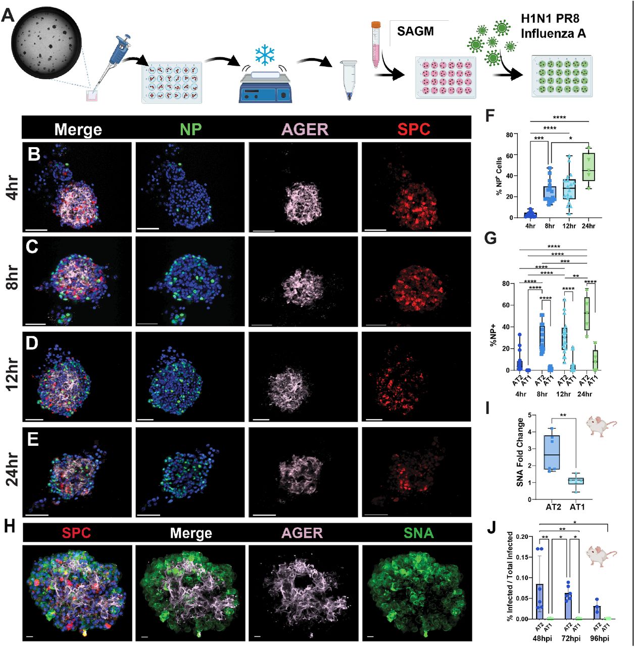 (A) Schematic of method for liberation and treatment of AEOs with IAV. (B-E) AEOs treated with H1N1 develop progressively increased influenza infection as measured by nuclear expression of H1N1 NP across 24hpi. (F) Quantification of NP-positive nuclei at each timepoint of infection. (G) Cell type specific infection in AEOs. Significantly more AT2 are infected than AT1 by 8hpi and thereafter. (H) Expression of the flu binding α-2,6-sialic acid in AEOs marked by expression of sambuccus nigra lectin predominantly in AT2 cells. (I-J). In vivo confirmation of SNA expression (I) and increased infection rate (J) in AT2 cells during early flu. Scale bars = 50 μm. (SPC = Surfactant Protein C [AT2 marker]; Ager = Advance Glycosylation End-product Specific Receptor [AT1 marker]; NP = IAV nucleoprotein [infected cell marker], SNA = Sambuccus nigra lectin [flu binding motif α-2,6-sialic acid]) . P values by ANOVA with multiple comparison (F,G,J) or T test (I): * = <0.05, ** = <0.01, *** = < 0.001, **** = < 0.0001. 