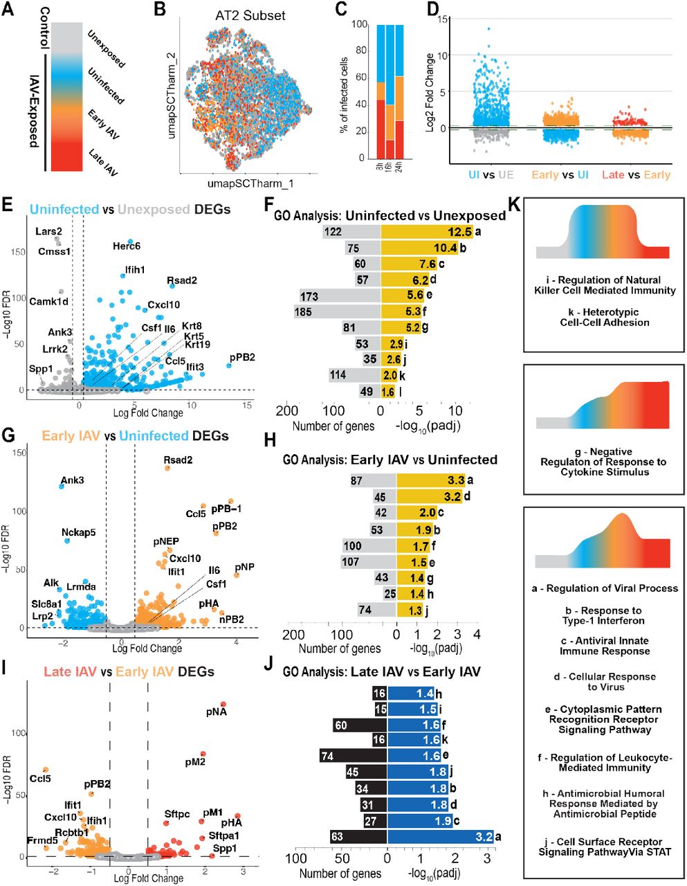 (A) Schematic color scheme of cell states in AEOs. Unexposed = grey, Uninfected = blue, Early IAV = orange, Late IAV = red. (B-C) UMAP (B) and frequency (C) showing infection states of AT2 cell subset of AEOs. (D) Strip plots showing number of differentially expressed genes (DEGs) and degree of enrichment across AT2 cell states. (E-F) Volcano plot of DEGs (E) and GO Biological Process enrichment (F) of genes in Unexposed (grey) vs Uninfected (blue) AT2. (G-H) Volcano plot of DEGs (G) and GO Biological Process enrichment (H) of genes Uninfected (blue) vs Early Infected (orange) AT2. (I-J) Volcano plot of DEGs (I) and GO Biological Process enrichment (J) of genes in Early Infected (orange) vs Late Infected (red) AT2. Upregulated processes are shown in yellow, and downregulated processes in blue. (K) State dynamics of enrichment of GO terms from F, H, and J. Letter to left of process name matches letters to right of bars. Some terms are enriched at multiple timepoints. Diagrams in K show dynamics of change of associated terms (boxes) across cell states in AEOs. 