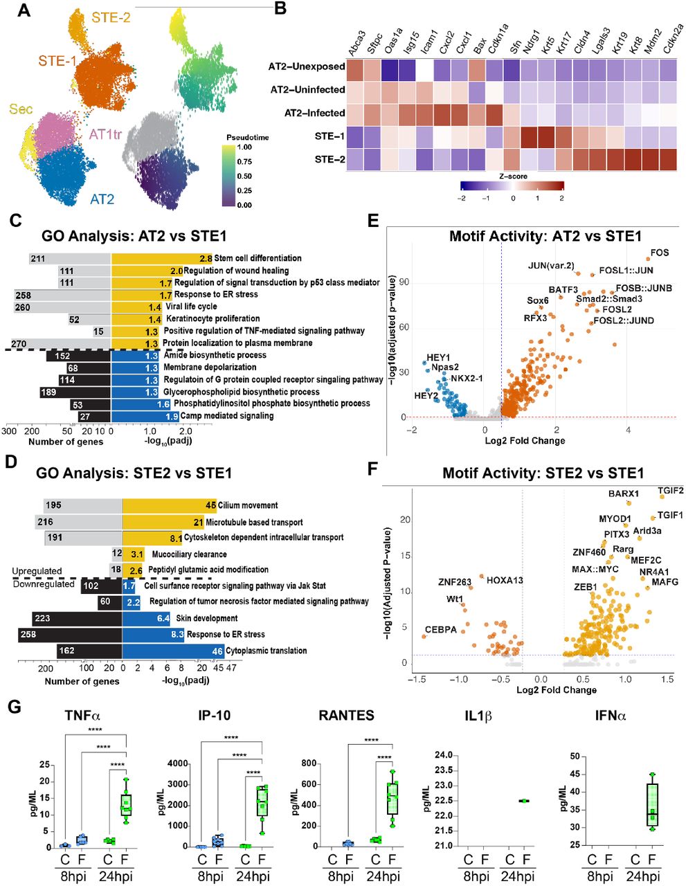 ( A) Epithelial-only UMAP (left) and psuedotime trajectory (right) suggesting that STE arise from AT2 in IAV-treated AEOs. (B) Marker gene expression of a series of AT2 and STE markers defining cell state in AEOs. (C-D) GO Biological Process Terms based on DEGs for (C) Uninfected AT2s vs STE1s and (D) STE1s vs STE2s. (E-F) Motif activity enrichment based on differentially open chromatin (E) in Uninfected AT2s vs STE1s and (F) and Motif activity enrichment based on differentially open chromatin (F) in STE2 vs STE1. Major reported regulators of STE transition including reduction of Nkx2-1 activity, IL1b signaling driving FOS:JUN signaling, and TGFb signaling are identified in STE1 vs AT2. (G) Cytokine ELISA demonstrating enrichment of multiple IAV-associated cytokines in the media of IAV-infected AEOs. Compare to . 