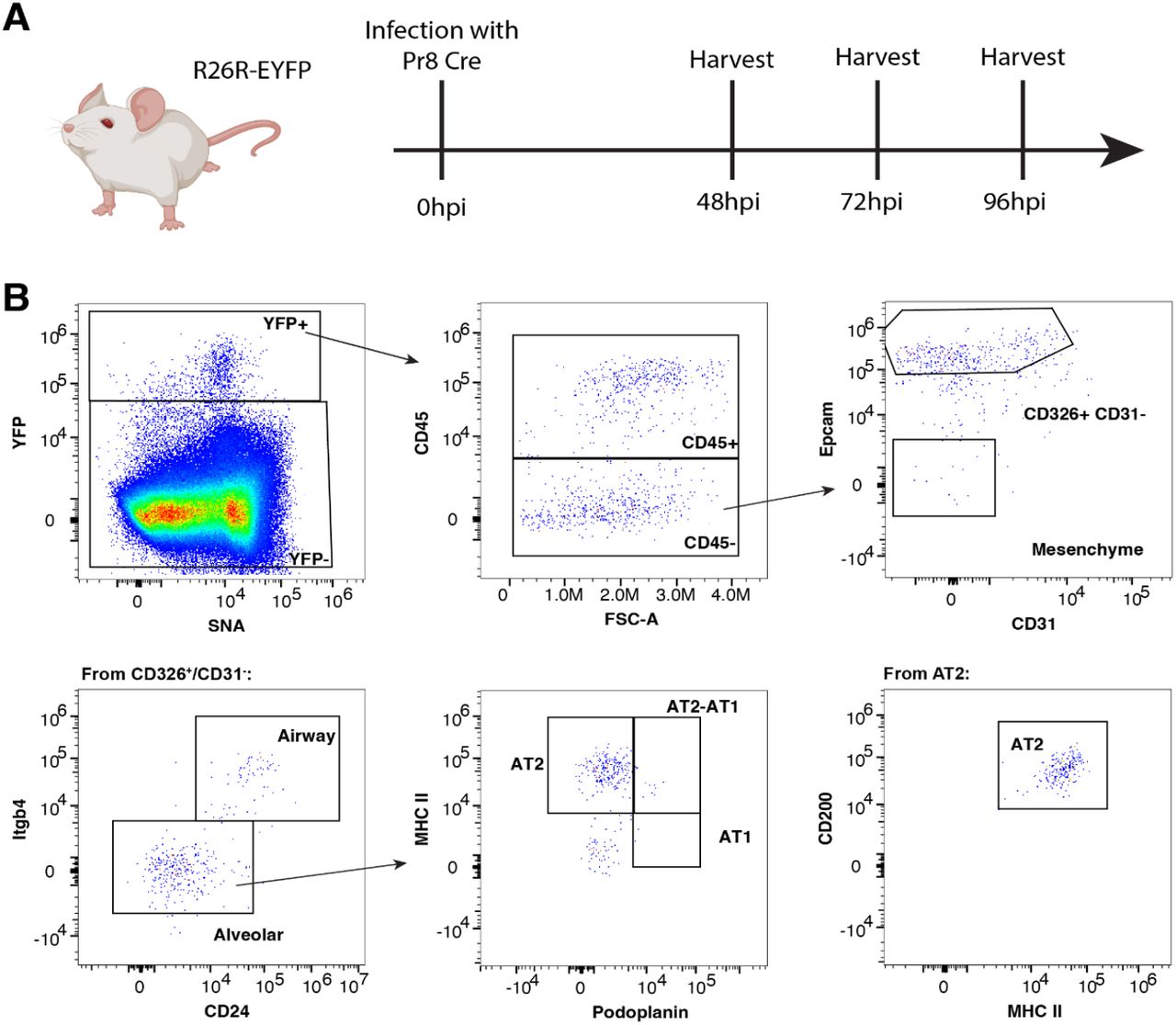 (A) R26R EYFP mice were infected with a Pr8-Cre virus and then harvested for flow cytometry 48, 72, and 96hpi. (B) Flow cytometry gating showing the identification of our YFP + /IAV-Infected cells with a predominance of infected AT2 cells relative to other populations 