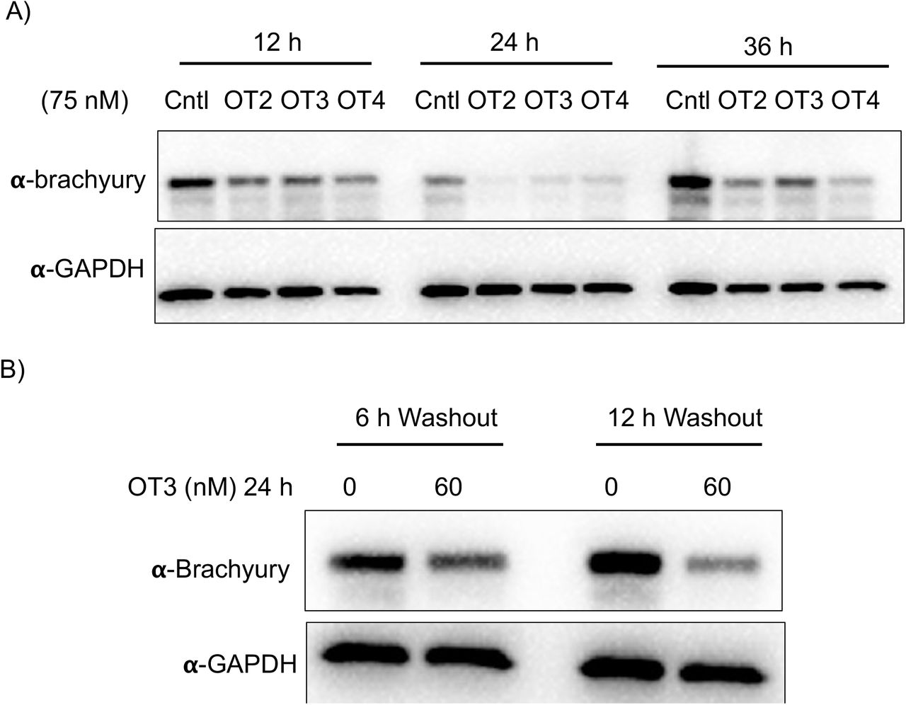 Time course and washout experiments for brachyury targeting OTs. A) OT2 through 4 were transfected ... Time course and washout experiments for brachyury targeting OTs. A) OT2 through 4 were transfected at 75 nM into HEK293T cells overexpressing brachyury-GFP and lysed after 12h, 24 h, and 36 h. Lysates were probed for brachyury and GAPDH. B) OT3 was transfected into HEK293T cells and washed out after 6 h and 12 h. Cell lysates were probed with antibodies against brachyury and GAPDH.