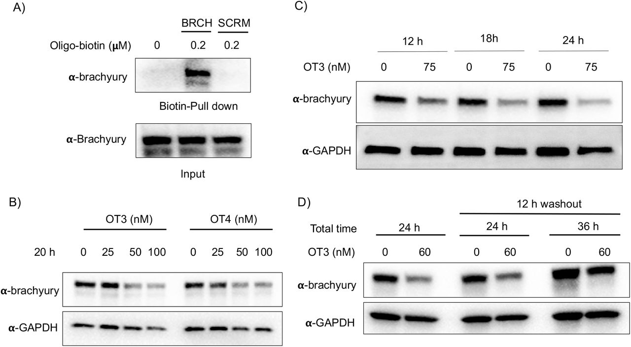 A) Brachyury-targeting oligonucleotide used in the oligoTRAFTAC design engaged with ... A) Brachyury-targeting oligonucleotide used in the oligoTRAFTAC design engaged with brachyury-GFP. Brachyury targeting biotinylated oligonucleotide (BRCH) or its scrambled oligonucleotide (SCRM) incubated with cell lysate and captured by streptavidin agarose beads. B) Two oligoTRAFTACs with 3’ VHL ligand modifications, OT3 (5 PEG unit linker) and OT4 (2 PEG unit linker) were transfected into HEK293T cells and brachyury-GFP levels were analyzed in lysates prepared after 20 h. C) OT3 induced brachyury-GFP degradation as early as 12 h in HEK293T cells. D) Washout experiment after 12 h of OT3 transfection. Cells were incubated continuously for 24 h in transfection medium or OT3 was aspirated after 12 h of transfection and fresh medium added to cells. Washout cells incubated for another 12 h and 24 h prior to harvesting.