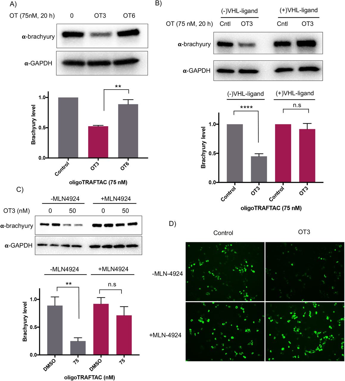 A) HEK293T cells expressing brachyury-GFP were transfected with 75 nM each of OT3 ... A) HEK293T cells expressing brachyury-GFP were transfected with 75 nM each of OT3 and its scrambled OT6, and lysates were probed for brachyury levels. B) OT3 induced brachyury degradation is VHL-dependent. HEK293T cells were preincubated with and without 10 µM of VHL ligand for 1.5 h prior to OT3 transfection. After 20 h of transfection, cells lysates were prepared and analyzed for brachyury degradation. C) OT3 induces brachyury degradation via the proteasomal pathway: neddylation inhibitor MLN-4924 was preincubated with cells prior to OT3 transfection. After 20 h of transfection of OT3, cells were harvested and analyzed for brachyury levels. D) Brachyury-GFP downregulation was monitored by GFP fluorescence in cells in the presence or absence of MLN-4924.