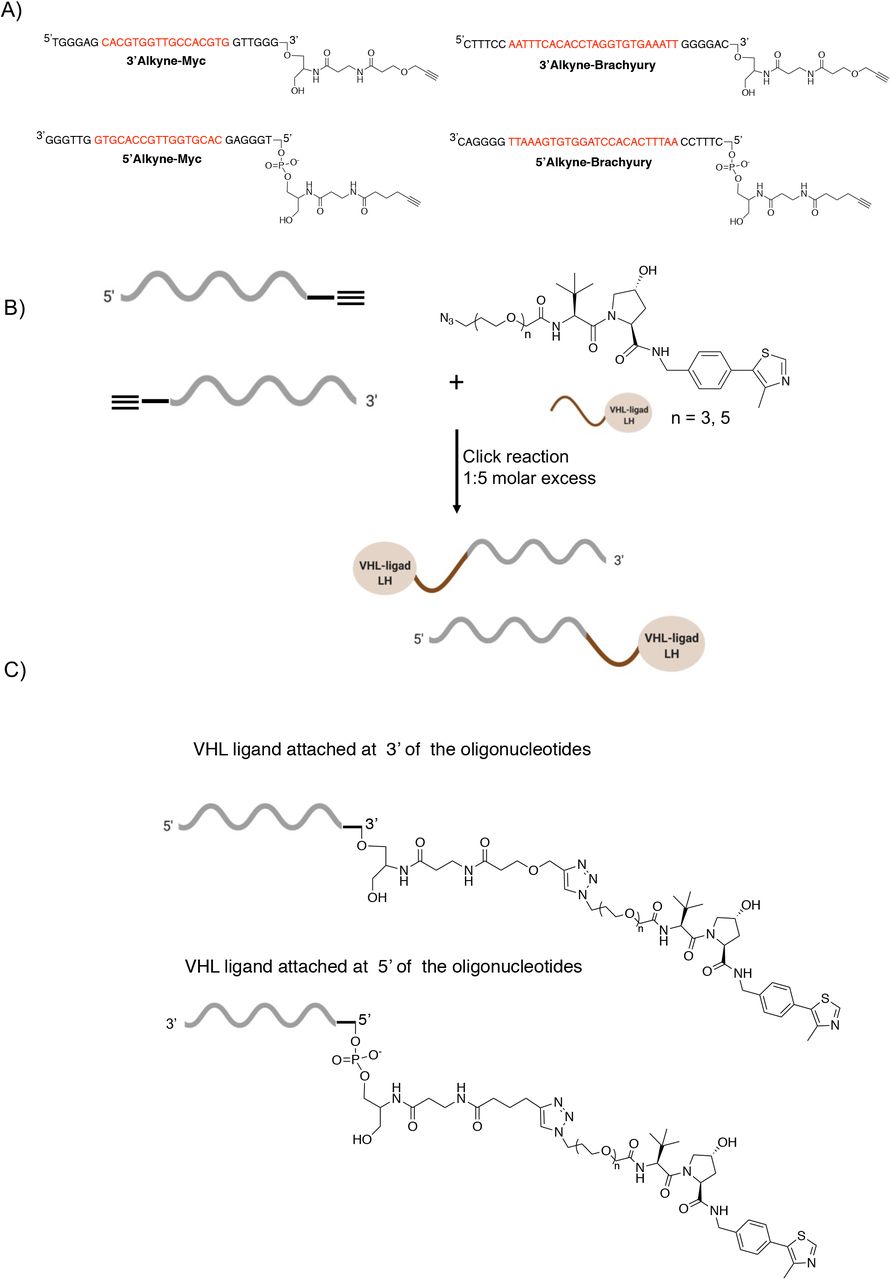 Oligonucleotide synthesis and click reaction. A) Oligonucleotides were custom synthesized with a terminal alkyne either at 3’ or 5’ end of the oligo. Oligonucleotide sequences for both 3’ and 5’ alkyne targeting c-Myc (left panel) and <t>brachyury</t> (right panel). B) Chemical structure of azido-VHL ligand and click reaction conditions. C) Chemical structures of 3’ and 5’ modified oligonucleotides after the click reaction with azido-VHL ligand.