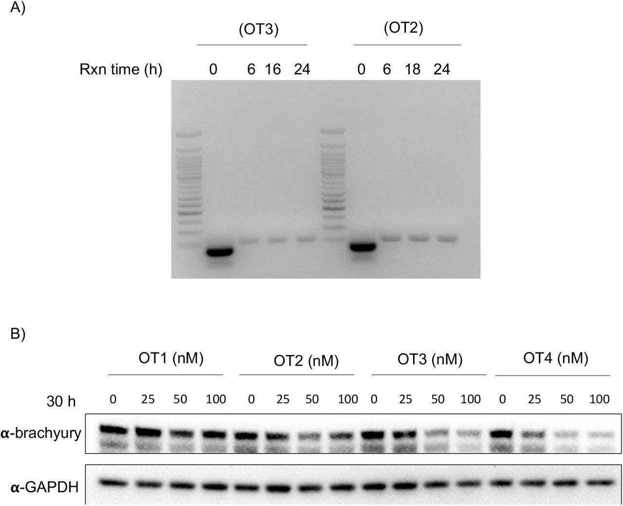EMSA and brachyury-GFP degradation data. A) Click reaction mixtures with or ... EMSA and brachyury-GFP degradation data. A) Click reaction mixtures with or without VHL ligand were loaded on to a 1.2% agarose gel and separated over 1 h at constant 120 mV. B) OT1 through 4 were transfected into HEK293T cells overexpressing brachyury-GFP and lysed after 30 h. Cell lysates were subjected to SDS-PAGE and western blotting followed by probing with antibodies against brachyury and GAPDH.