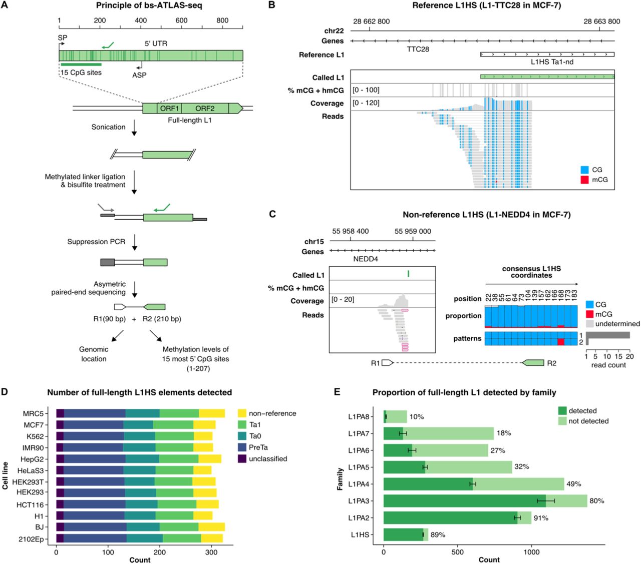 ( A ) Principle of the bs-ATLAS-seq method. The internal L1 promoter region (∼ 900 bp) is illustrated (top). Transcription start sites for the sense (SP) and antisense (ASP) promoters are represented as broken arrows and overlap with L1 5’UTR. bs-ATLAS-seq interrogates the first 15 CpG sites of the L1 promoter, shown as vertical bars in the magnified view (bottom). The L1-specific primer used to amplify L1 junctions is shown as a green arrow. <t>Genomic</t> <t>DNA</t> is fragmented by sonication and ligated to a single-stranded methylated linker. Linker-ligated DNA is then treated with bisulfite and L1-containing fragments are specifically amplified by suppression PCR. The suppression PCR step is designed to enrich for the L1HS family. Finally, asymmetric paired-end sequencing provides the genomic location as well as the methylation levels of each L1 locus. R1 and R2 refers to reads #1 and #2, respectively. Note that 5-methylcytosine (5mC) and 5-hydroxymethylcytosine (5hmC) are both protected from bisulfite-induced deamination. Thus bs-ATLAS-seq cannot discriminate between these two DNA modifications. ( B, C ) Genome browser view of bs-ATLAS-seq results in the breast cancer cell line MCF-7 for a reference (B) and a non-reference (C) L1HS element in the TTC28 and NEDD4 genes, respectively. In the track showing the percentage of methylation, called CpG are indicated by a vertical gray bar, and the percentage of methylation as an overlapping black bar. In the ‘coverage’ and ‘reads’ tracks, vertical colored bars correspond to non-methylated CpG (blue) and methylated CpG (mCG, red). Since bisulfite-sequencing-based methods cannot discriminate between hydroxymethylated CpG (hmCG) and methylated-CpG (mCG), methylation status is indicated as mCG + hmCG. (C) For non-reference L1HS, only the genomic flank covered by read #1 (R1 ; bottom left) is visible in the genome browser view. Soft-clipped reads supporting the 5’ L1 junction (split reads) are framed in pink. The proportion of mCG at each site and the frequency of the most common methylation patterns deduced from read 2 (R2 ; bottom right) are indicated on the charts (right). Positions of CpGs are related to L1HS consensus sequence (see Methods). (D) Number of full-length L1HS elements detected in the different cell lines by bs-ATLAS-seq and subfamilies. Pre-Ta, Ta0 and Ta1 represent different lineages of the L1HS family, from the oldest to the youngest, and were deduced from diagnostic nucleotides in L1 internal sequence (Boissinot et al., 2000) and thus could only be obtained for reference insertions as bs-ATLAS-seq provides only limited information on L1 internal sequence. (E) Fraction and count of reference L1 elements detected by bs-ATLAS-seq for each L1 family. Bars represent the average number of reference L1 elements detected by bs-ATLAS-seq (dark green, mean ± s.d., n=12 cell lines), as compared to the total number of these elements in the reference genome (light green). The ratio of detected/total elements is indicated as a percentage on the right of each bar. Note that any given sample only contains a subset of reference L1HS due to insertional polymorphisms in the human population. See also and Table S1 .
