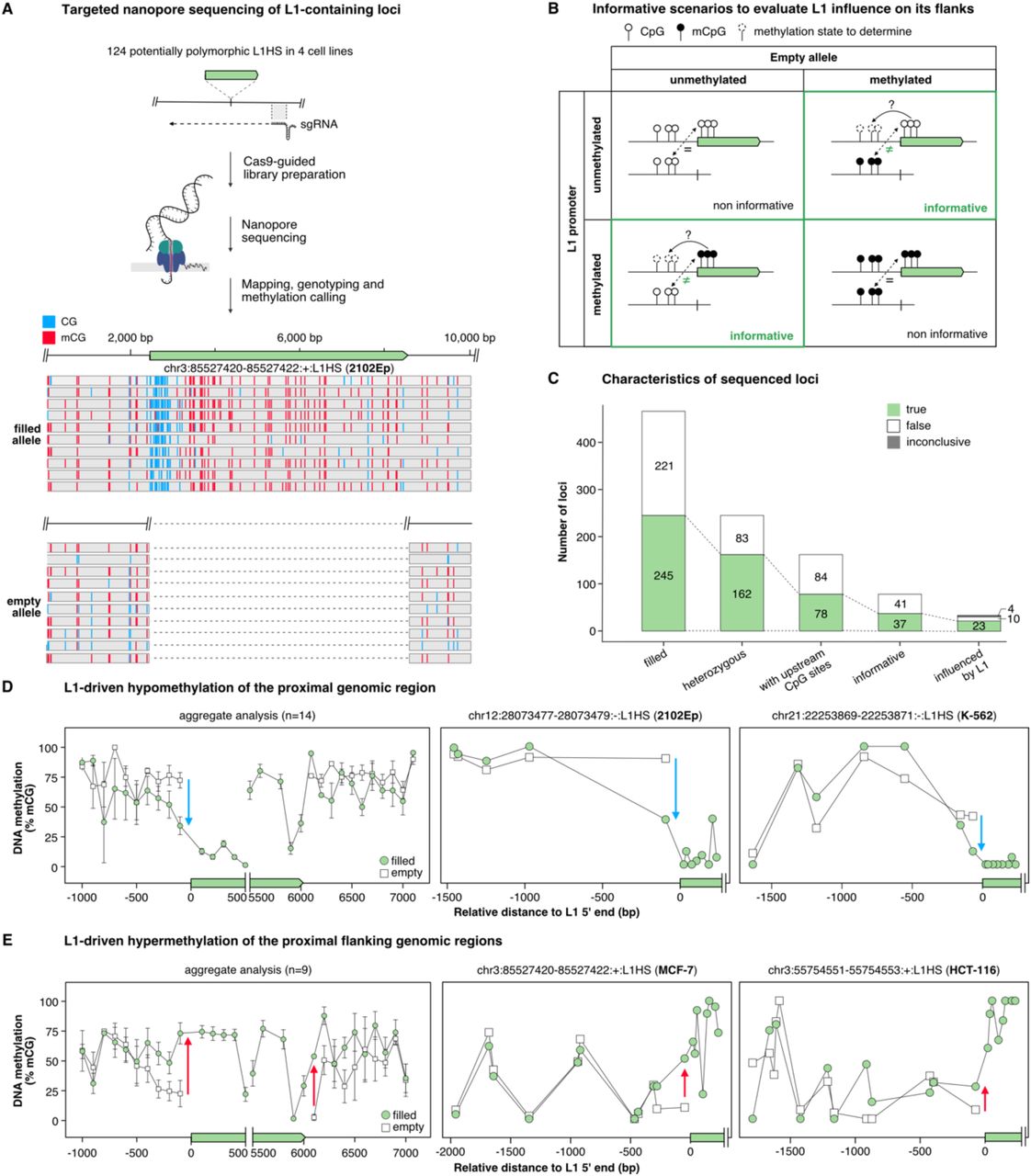 ... Scheme summarizing the strategy to genotype and assess DNA methylation profiles of loci containing polymorphic L1HS elements ... (A) Scheme summarizing the strategy to genotype and assess DNA methylation profiles of loci containing polymorphic L1HS elements by Cas9-guided nanopore sequencing. Single-guide RNAs (sgRNAs) designed to bind ∼ 1 kb downstream of each L1HS insertion (green solid arrows), were synthesized in vitro as a pool and assembled with recombinant Cas9. Cleavage of genomic DNA with the pool of Cas9 RNPs allows the subsequent ligation of sequencing adapters downstream of L1s and targeted nanopore sequencing of the selected loci (see Methods). As an example, a genome browser screenshot is shown for the insertion chr3:85527420-85527422:+:L1HS:NONREF in 2102Ep cells (top: filled allele, bottom: empty allele). The targeted L1HS (green), as well as methylated (red) and unmethylated (blue) CpG are indicated. Only the first 10 reads are shown for each allele, and the 3’ end of the reads (on the left) have been truncated for layout. (B) Theoretical methylation profiles at heterozygous L1 insertions (green solid arrow). The influence of L1 methylation on the surrounding genomic region can only be detected in situations where the methylation state of L1 differs from that of the empty locus (assumed to represent the pre-integration state). For these informative scenarios, the DNA methylation level of the region upstream of L1 is then analyzed and compared to the empty locus. (C) Characteristics of the loci profiled by nanopore sequencing. The y-axis represents the number of loci characterized in the 4 cell lines as filled, heterozygous and with CpG sites upstream of L1 (∼ 300 bp). Among them, 37 loci were considered as informative: 23 with a profile consistent with L1-induced epivariation, 10 showing no evidence of L1-induced epivariation, and 4 being inconclusive (see Methods). (D) L1-driven hypomethylation of the proximal upstream genomic region. Left, average DNA methylation levels in 100 bp-bins at loci with an upstream slopping shore (n=14, mean ± s.d.). Middle and right, examples of L1-induced upstream flank hypomethylation. (E) L1-driven methylation of the proximal flanking genomic region. Left, average DNA methylation levels in 100 bp-bins at loci with DNA methylation spreading from L1 to the external flanks (n=9, mean ± s.d.). Middle and right, examples of L1-induced flanking sequence DNA methylation. For ( D ) and ( E ), the empty (white squares) and filled (green circles) alleles are overlaid. Blue and red arrows denote hypo- and hyper-methylation relative to the empty locus, respectively. The x-axis represents the relative distance to L1 5’ end (bp) and the y-axis the percentage of DNA methylation. See also and Table S4 .