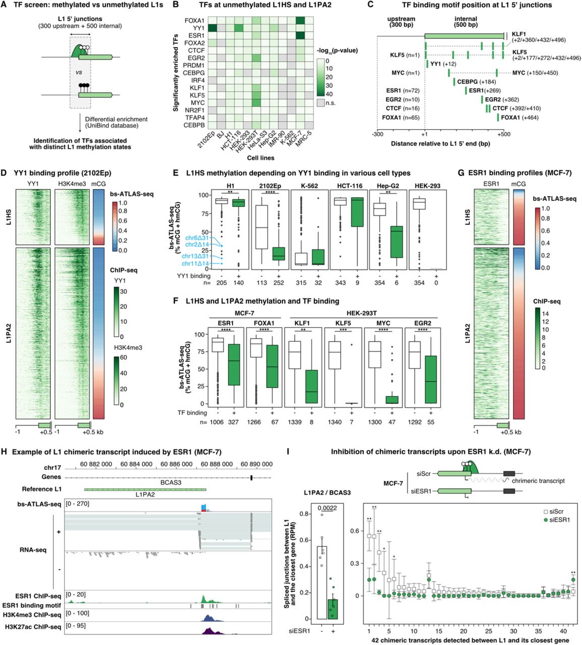 (A) Screening strategy to identify TFs differentially associated between unmethylated and methylated L1HS and L1PA2 copies using curated datasets publicly available in the UniBind database . Note that for each cell line in our panel, we compared each pair of methylated and unmethylated L1 subsets to all ChIP-seq data stored in Unibind (∼3500 datasets), irrespective of the cell-type or conditions in which they were obtained. The rationale was that even if our specific cell line is not necessarily represented in Unibind datasets, a similar cell type may be represented. The main hits were then subsequently confirmed using matched datasets (see panels E and F). (B) Heatmap showing the TF binding enrichment at hypomethylated L1HS and L1PA2 in our panel of cell types. Only the 15 most enriched TFs are shown. (C) Schematic representation of the location of the motifs corresponding to the TFs identified in (B). For TFs binding upstream of L1 insertions, the number of loci with an upstream peak is indicated. (D) Heatmap displaying L1 methylation (bs-ATLAS-seq), as well as YY1 and H3K4me3 binding (ChIP-seq), at the 5’ junction (−1 to +0.5 kb) of L1HS and L1PA2 elements in 2102Ep cells. Loci are sorted by increasing levels of L1 methylation. ChIP-seq signal represents the number of normalized reads per 10-bp bin. (E) DNA methylation level of L1HS bound (+) or unbound (-) by YY1 in embryonal cell lines (H1 and 2102Ep) and other cell lines for which matched YY1 ChIP-seq were also publicly available (K562, HCT116, HepG2, HEK-293T). The number of L1HS copies in each subset (n) is indicated at the bottom of the plot. In H1 cells, the four hypomethylated loci in blue refer to those studied in . (F) DNA methylation levels of L1HS and L1PA2 loci bound (+) or not bound (-) by ESR1, FOXA1, KLF1, KLF5, Myc and EGFR2 in the relevant cell types. ChIP-seq data are matched to the cell line. The number of L1HS copies in each subset (n) is indicated at the bottom of the plot. (G) Heatmap displaying L1 methylation (bs-ATLAS-seq), as well as ESR1 binding (ChIP-seq), at the 5’ junction (−1 to +0.5 kb) of L1HS and L1PA2 elements in MCF-7 cells. Loci are sorted by increasing levels of L1 methylation. ChIP-seq signal represents the number of normalized reads per 10-bp bin. (H) Genome browser view of the BCAS3 locus integrating L1 methylation (bs-ATLAS-seq), expression (poly(A) + <t>RNA-seq),</t> ESR1 binding, as well as H3K4me3 and H3K27ac histone modifications (ChIP-seq). Note the distinctive spliced RNA-seq reads, antisense relative to the L1 element, linking L1 antisense promoter with the adjacent BCAS3 exon. (I) SiRNA-mediated knock-down of ESR1 leads to reduced L1 chimeric transcripts. Top, schematic representation of chimeric transcripts initiated from L1 antisense promoter and leading to truncated or alternative isoforms of the surrounding gene. Upon siRNA-mediated knock down (siESR1), the number of L1 chimeric splice junctions is expected to decrease if ESR1 drives chimeric <t>transcript</t> <t>synthesis,</t> as compared to a scrambled siRNA control (siScr). Bottom left, chimeric transcripts at the BCAS3 locus quantified by the number of normalized spliced-RNA-seq reads (RPM) detected in MCF-7 cells treated by an siRNA against ESR1 (+) or a control scrambled siRNA (-) (data from GSE153250). Bars represent the mean ± s.d. (n=6) and are overlaid by data of individual replicates (one-sided two-sample Wilcoxon test). Bottom right, average chimeric transcripts quantified as the normalized number of splice junctions between L1 and its closest gene in RPM for 42 loci (n=6, mean ± s.d.). The 42 loci are sorted by descending order according to the difference of chimeric transcript levels between cells treated by siESR1 and the control siScr. For 37 loci out of 42 (88%), L1 chimeric transcription is reduced upon ESR1 knock down. The difference is statistically significant for 5 loci (one-sided two-sample Wilcoxon test). In panels (E) and (F), boxplots represent the median and interquartile range (IQR) ± 1.5 * IQR (whiskers). Outliers beyond the end of the whiskers are plotted individually. *p < 0.05, **p < 0.01, ***p < 0.001, and ****p < 0.0001, two-sided two-sample Wilcoxon test. See also .