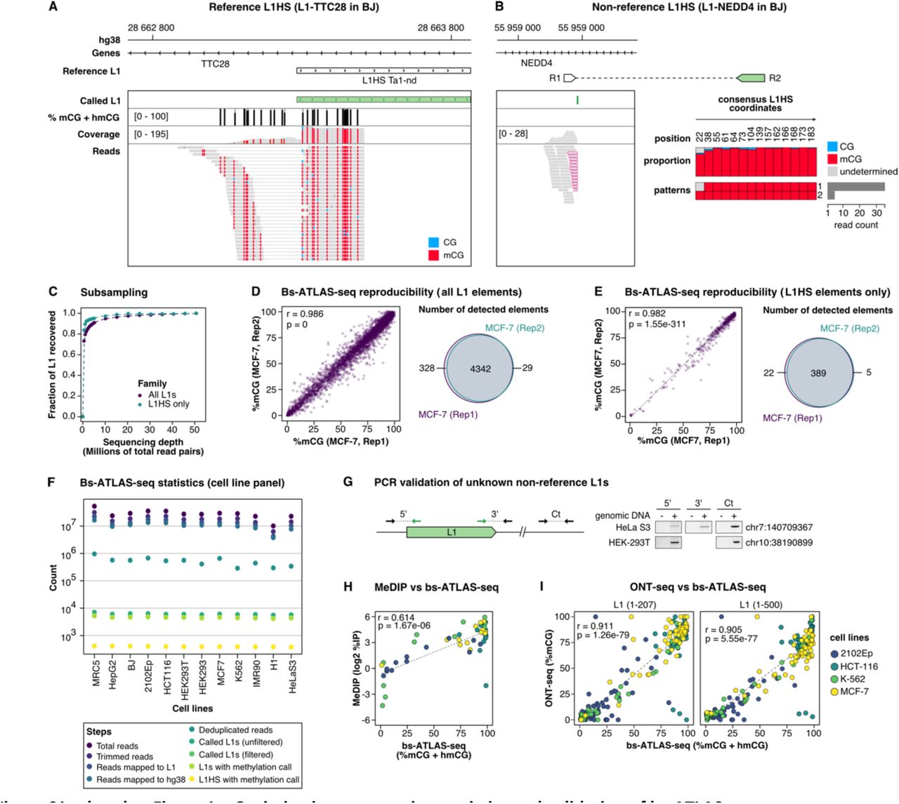 ... unknown non-reference insertions. PCR was done with genomic DNA of the indicated cell lines (+) or with ... ( A , B ) Genome browser view of bs-ATLAS-seq results in BJ foreskin fibroblasts at the reference L1HS-TTC28 locus ( A ) and at the non-reference L1HS-NEDD4 locus ( B ). In the track showing the percentage of methylation, called CpG are indicated by a vertical gray bar, and the percentage of methylation as an overlapping black bar. In the ‘coverage’ and ‘reads’ tracks, vertical colored bars correspond to non-methylated CpG (blue) and methylated CpG (mCG, red). For non-reference L1HS, only the genomic flank covered by read #1 (R1 ; bottom left) is visible in the genome browser view. Soft-clipped reads supporting the 5’ L1 junction (split reads) are framed in pink. The proportion of mCG at each site and the frequency of the most common methylation patterns deduced from read 2 (R2 ; bottom right) are indicated on the charts (right). Positions of CpGs are related to L1HS consensus sequence (see Methods). ( C ) Sensitivity analysis. Computational down-sampling of high depth bs-ATLAS-seq sequencing data (MCF7) shows that L1 recovery reaches a plateau above 10 million of total read pairs. Thus, all samples were subsequently sequenced to a depth greater than 10 million of total reads. ( D, E ) Reproducibility of bs-ATLAS-seq. Two independent libraries of MCF-7 (from two subsequent MCF-7 passages) and sequencing runs are compared with respect to L1 elements of all families ( E ) or to L1HS elements only ( F ). Replicate 1 (MCF7, Rep1) was down sampled to the sequencing depth of replicate 2 (MCF7, Rep2) for comparison purpose. Left panels, correlation of methylation levels for shared detected L1 loci. Right panels, Venn diagram showing the overlap of detected L1 loci between the two libraries. (F) Statistics of bs-ATLAS-seq for the 12-cell line panel. See also Table S1 . (G) PCR validation of unknown non-reference insertions. PCR was done with genomic DNA of the indicated cell lines (+) or with water as non-template control (-). The insertion in chr10 is pericentromeric and embedded in other repeats. Therefore, only primers to amplify the 5’ junction could be designed. Ct, unrelated locus used as PCR control. (H) DNA methylation level of selected L1 elements was profiled using an antibody-based enrichment of DNA methylation (MeDIP) and compared with bs-ATLAS-seq data. The DNA methylation level of MeDIP data is expressed as log2 of the percentage of immunoprecipitation (log2 %IP). See also Table S2 . (I) Comparison of bs-ATLAS-seq with PCR-free targeted sequencing and methylation calling by Oxford Nanopore sequencing (ONT-seq) for the L1 region common to both methods (1-207) or the full CpG island (1-500). See also Table S4 . For all correlation analysis, r and p represent Pearson correlation coefficient and p-value, respectively.