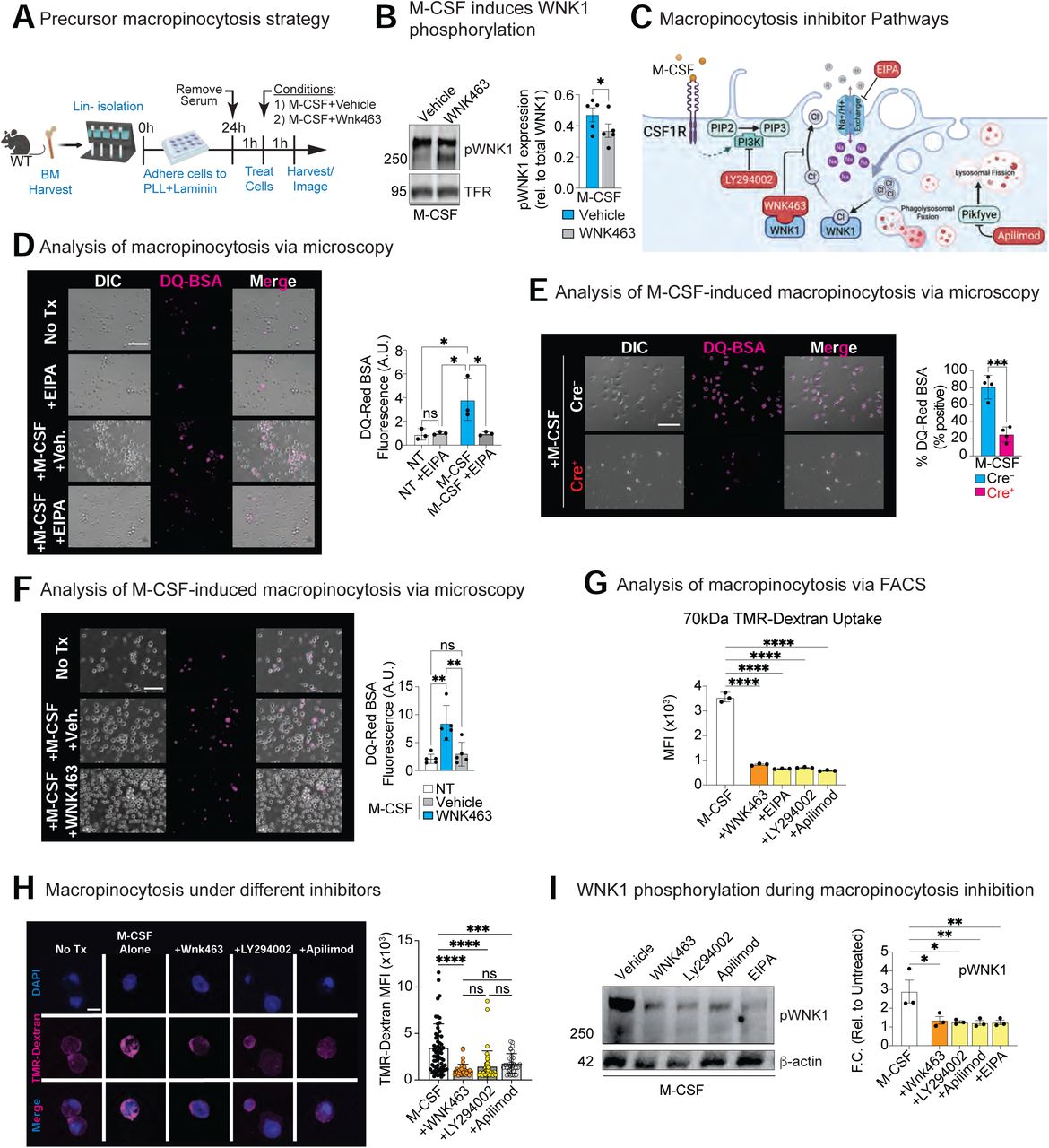Dq Red Bsa Assay Thermo Fisher Bioz