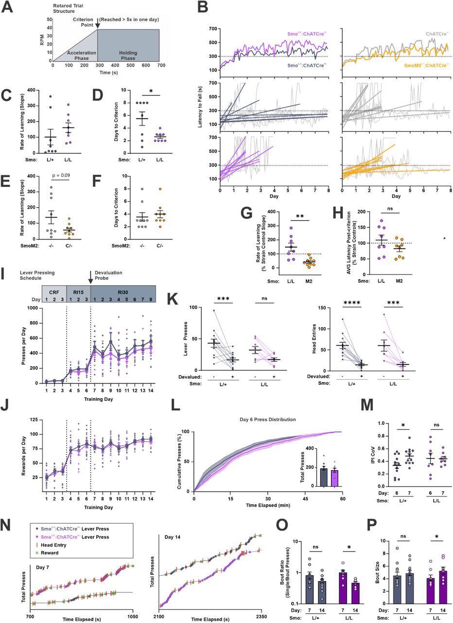 (A) <t>Rotarod</t> trial structure (10x/day). (B) Latency to fall and best-fit learning slopes for Smo L/L :ChATCre +/− (n = 8), SmoM2 C/- :ChATCre +/− (n = 9-10), and controls. (C-F) Slope and days to criterion. Unpaired t-test: *p <0.05. (G-H) Learning slope and post-criterion performance normalized to background strain (n = 8-10). Unpaired t-test: **p <0.01. (I-J) Lever presses and rewards across escalating RI training (n = 8-12). (K) Reward devaluation pressing ( Left: Two-way ANOVA: devaluation, F(1,18) = 16.72, p <0.001; LSD: ***p <0.001) and magazine entries ( Right: Two-way ANOVA: devaluation, F(1,18) = 43.31, p <0.0001; LSD: ****p <0.0001, ***p <0.001). (L) Cumulative press distribution and total presses ( inset ) on final RI15 day. (M) Inter-press interval coefficient of variation. Two-way ANOVA: interaction, F(1,18) = 3.27, p = 0.08; LSD: *p <0.05. (N) Example behavior from RI30 training. (O-P) Press strategies across RI30 training: bout preference (Two-way ANOVA: day, F(1,18) = 7.98, p <0.05; LSD: *p <0.05) and size (Two-way ANOVA: day: F(1,18) = 6.34, p <0.05; LSD: *p <0.05). 