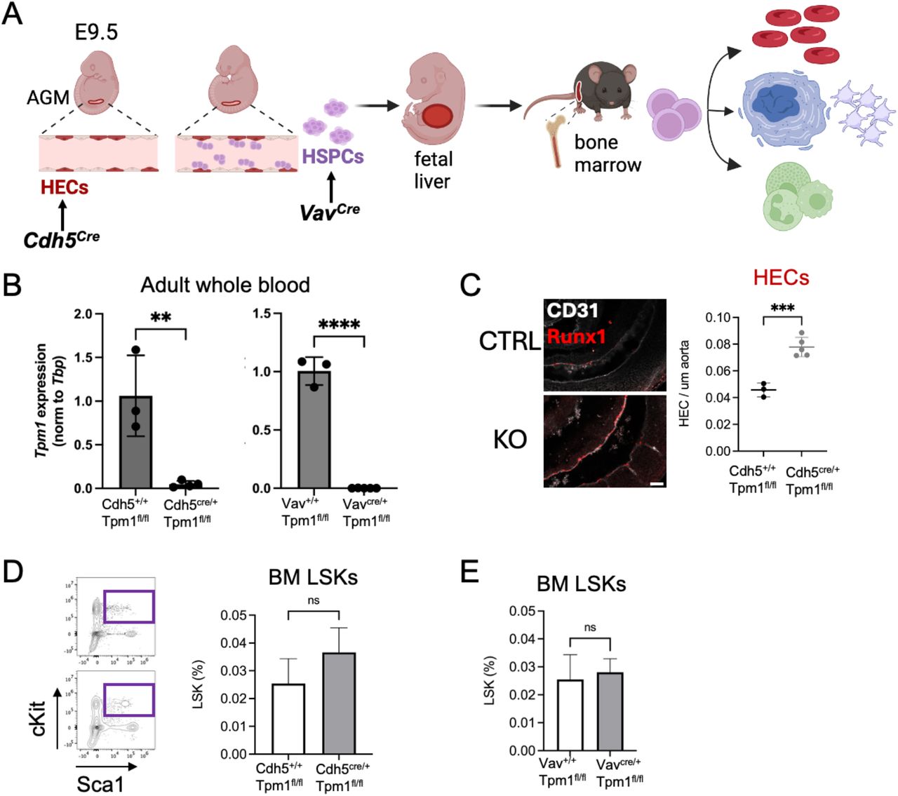 Tropomyosin 1 deficiency impacts formation of hemogenic endothelium but not postnatal bone marrow HSPC quantity,. A. Schematic of Cdh5 Cre and Vav Cre models that are induced at specific stages of developmental hematopoiesis. B. Tpm1 mRNA is eliminated in adult peripheral blood cells following conditional embryonic deletion. Semiquantitative real time PCR results normalized to TBP . C. Embryonic Tpm1 deletion in endothelial cells increases the incidence of <t>Runx1</t> HECs. D. Embryonic Tpm1 deletion with Cdh5 Cre does not increase bone marrow LSK abundance. E. Tpm1 deletion in embryonic HSPCs with Vav Cre does not change bone marrow LSK abundance. **** p<0.0001, *** p<0.001, ** p<0.01, ns, not significant. 
