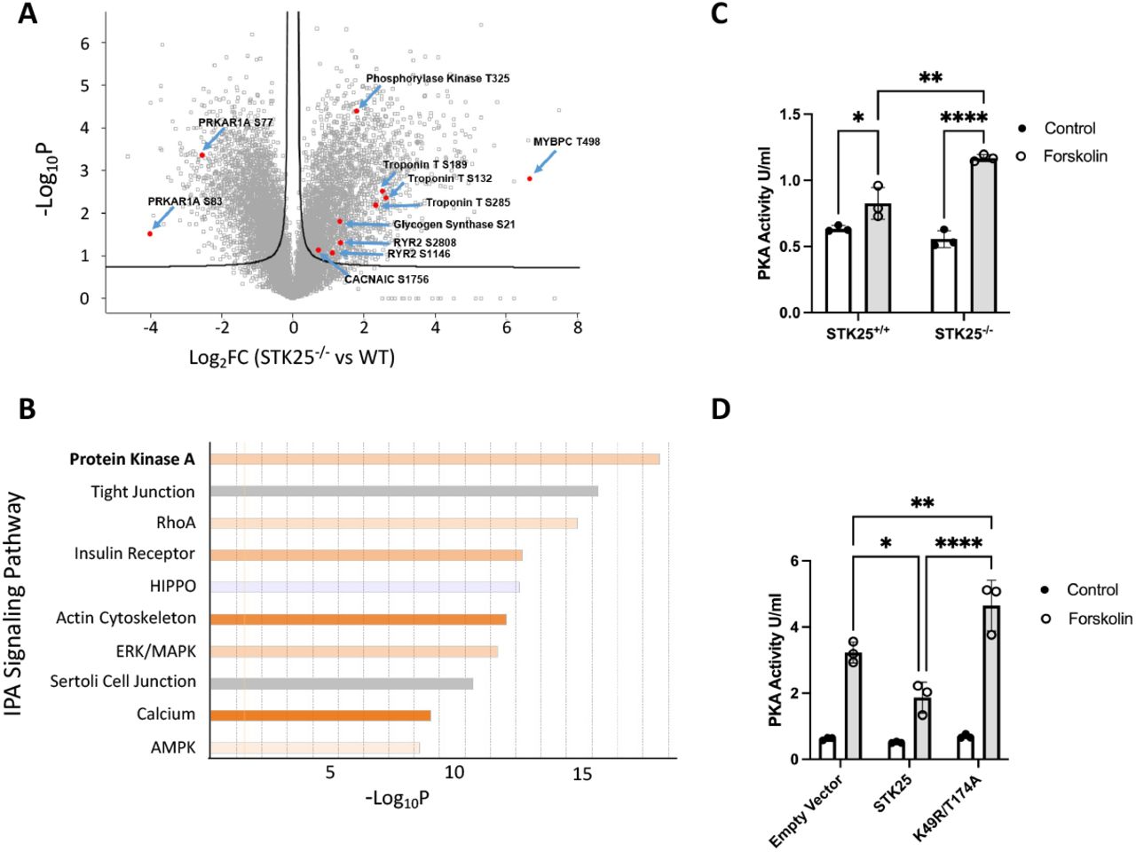 A) Differential phosphoproteomic spectra of STK25 +/+ and STK25 -/- cardiomyocytes. Members of the PKA signaling pathway are highlighted. B) Ingenuity phosphoprotein pathway analysis. Orange indicates pathways upregulated in STK25 -/- cardiomyocytes while blue indicates upregulation in STK25 +/+ . C) PKA activity in response to 10μM forskolin in STK25 +/+ and STK25 -/- cardiomyocytes. n=3 for each condition. Mean +/-SD, *p=0.04, **p<0.01, ****p<0.0001 using ANOVA and Tukey’s adjustment for multiple comparisons. D) PKA activity in response to 10μM forskolin in HEK293T cells overexpressing either empty vector, wild type STK25 or kinase-dead K49R/T174A. n=3 for each condition. Mean +/-SD, *p=0.011, **p<0.01, ****p<0.0001 using ANOVA and Tukey’s adjustment for multiple comparisons.
